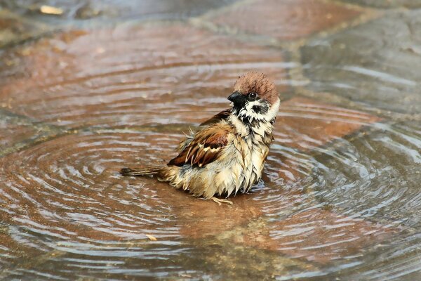 Sparrow toma un baño en un charco