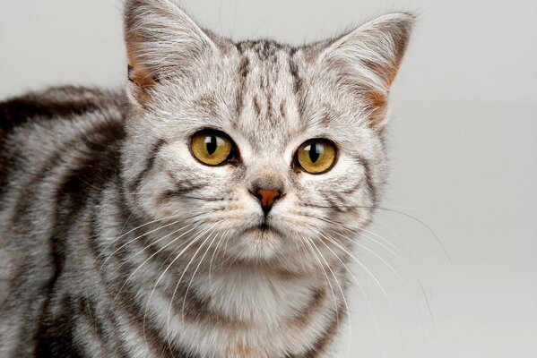 Gattino follemente carino con gli occhi gialli