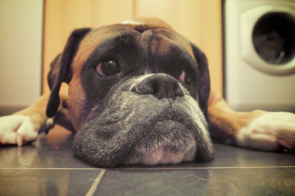 A handsome dog at home