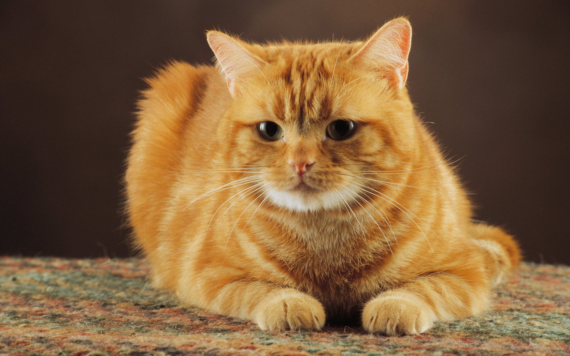 chat rousse chat