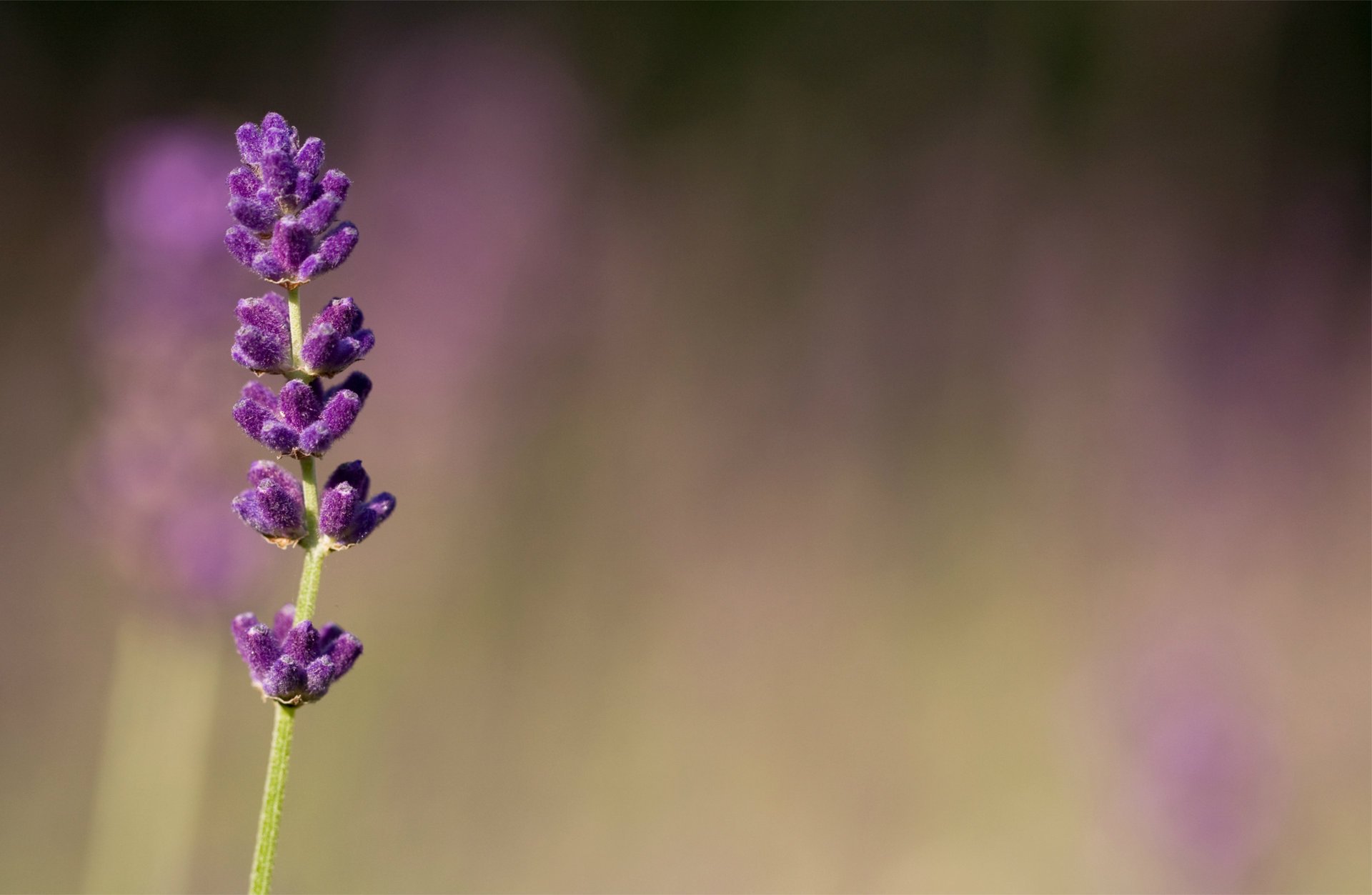 flores lila púrpura lavanda macro