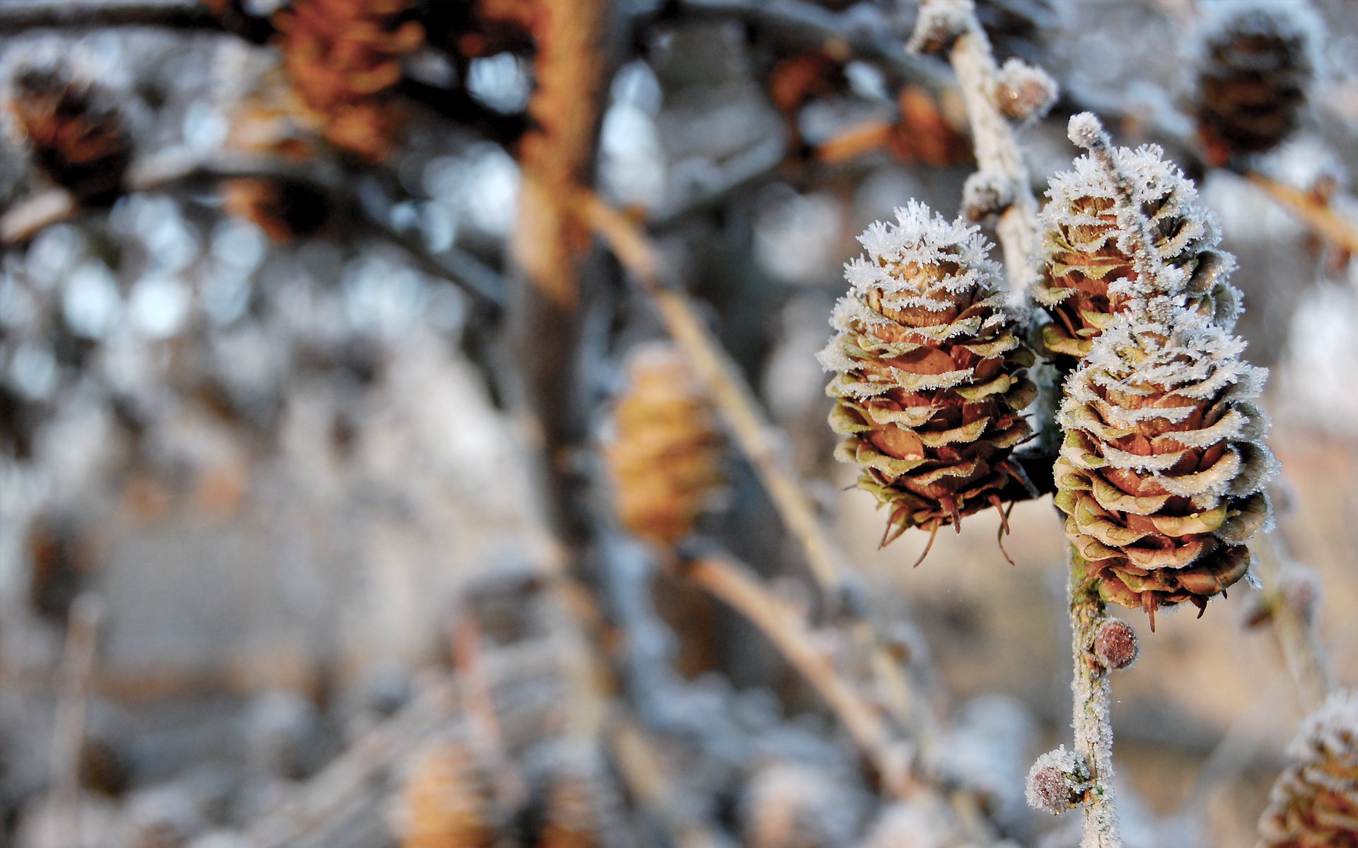 pinecones natura gałęzie bokeh natura zima śnieg szyszki zima