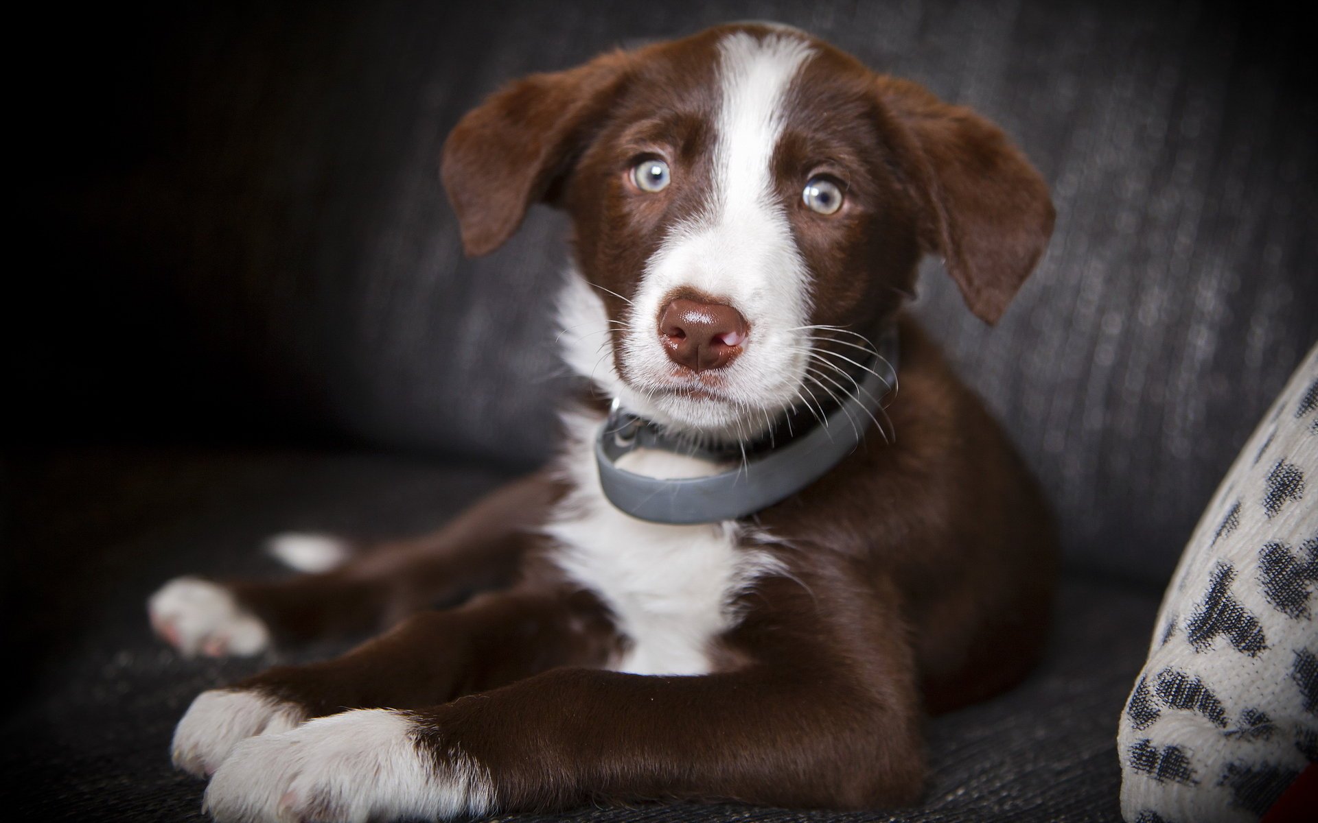 perro mirada amigo