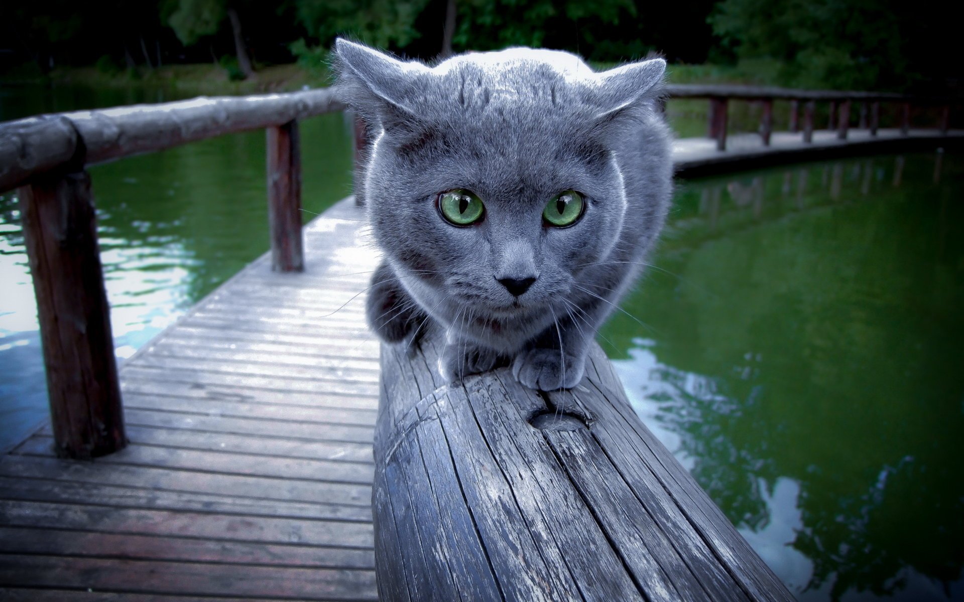 cat background railing