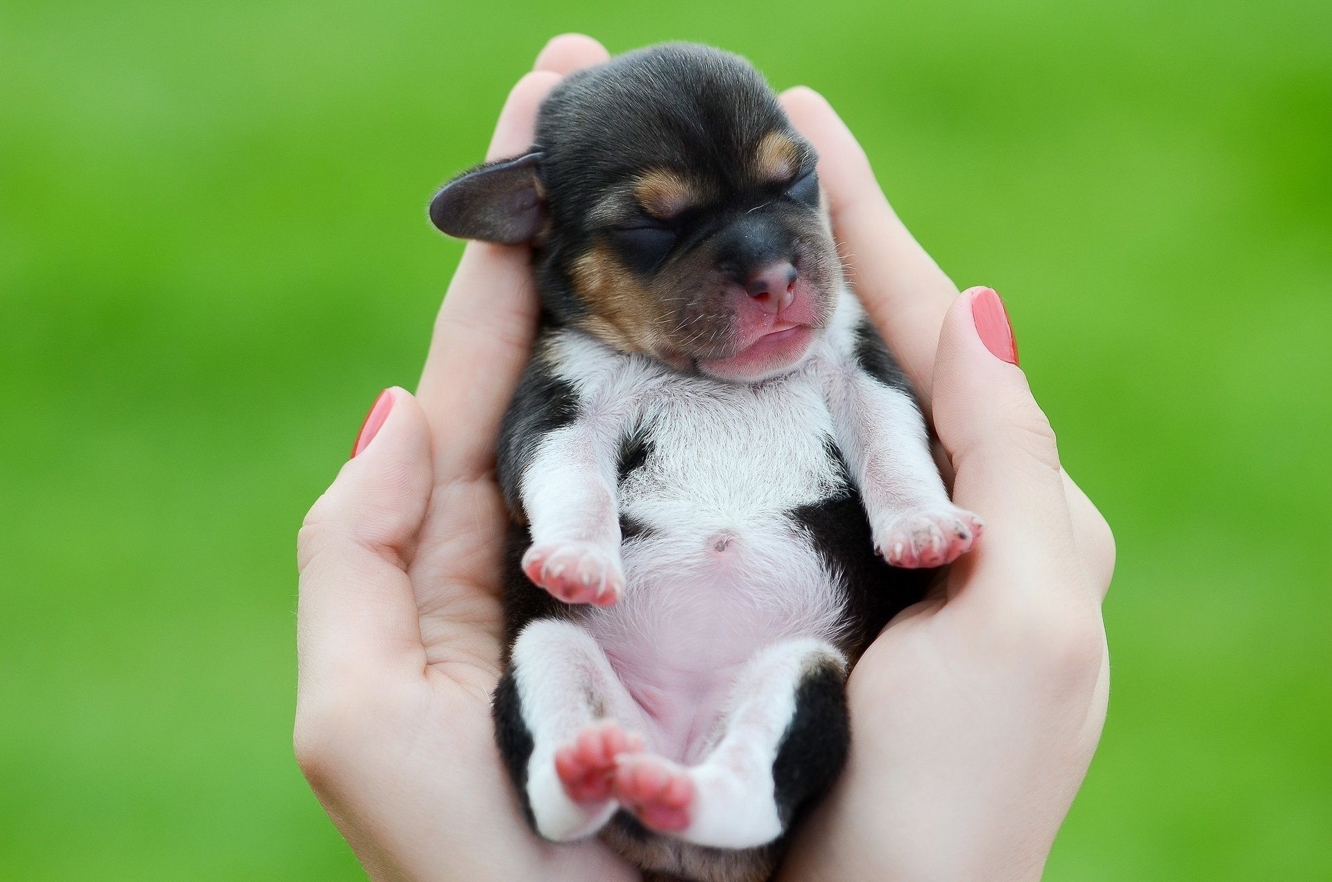 puppy baby palm hand