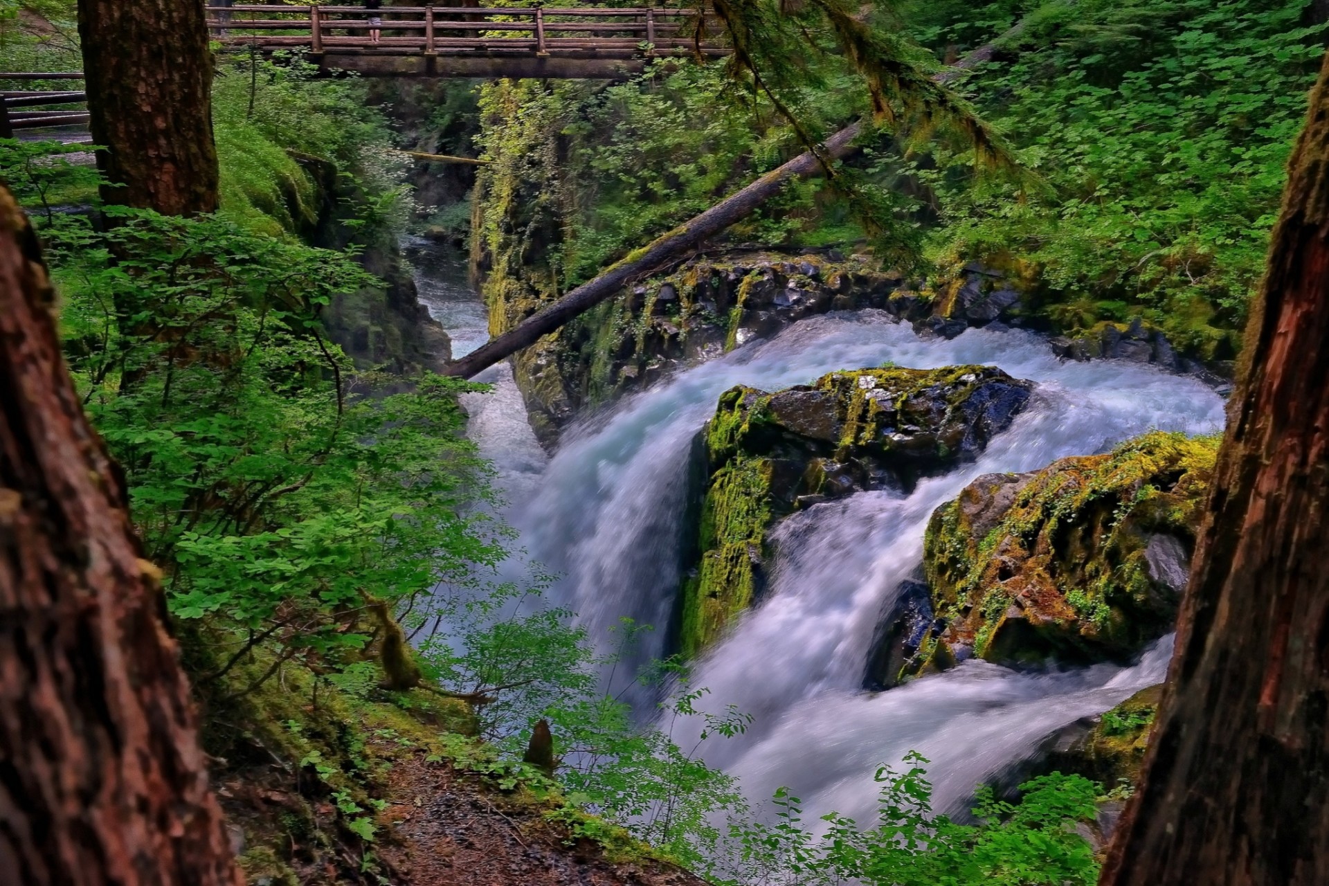 feed waterfall river washington forest olympic national park bridge