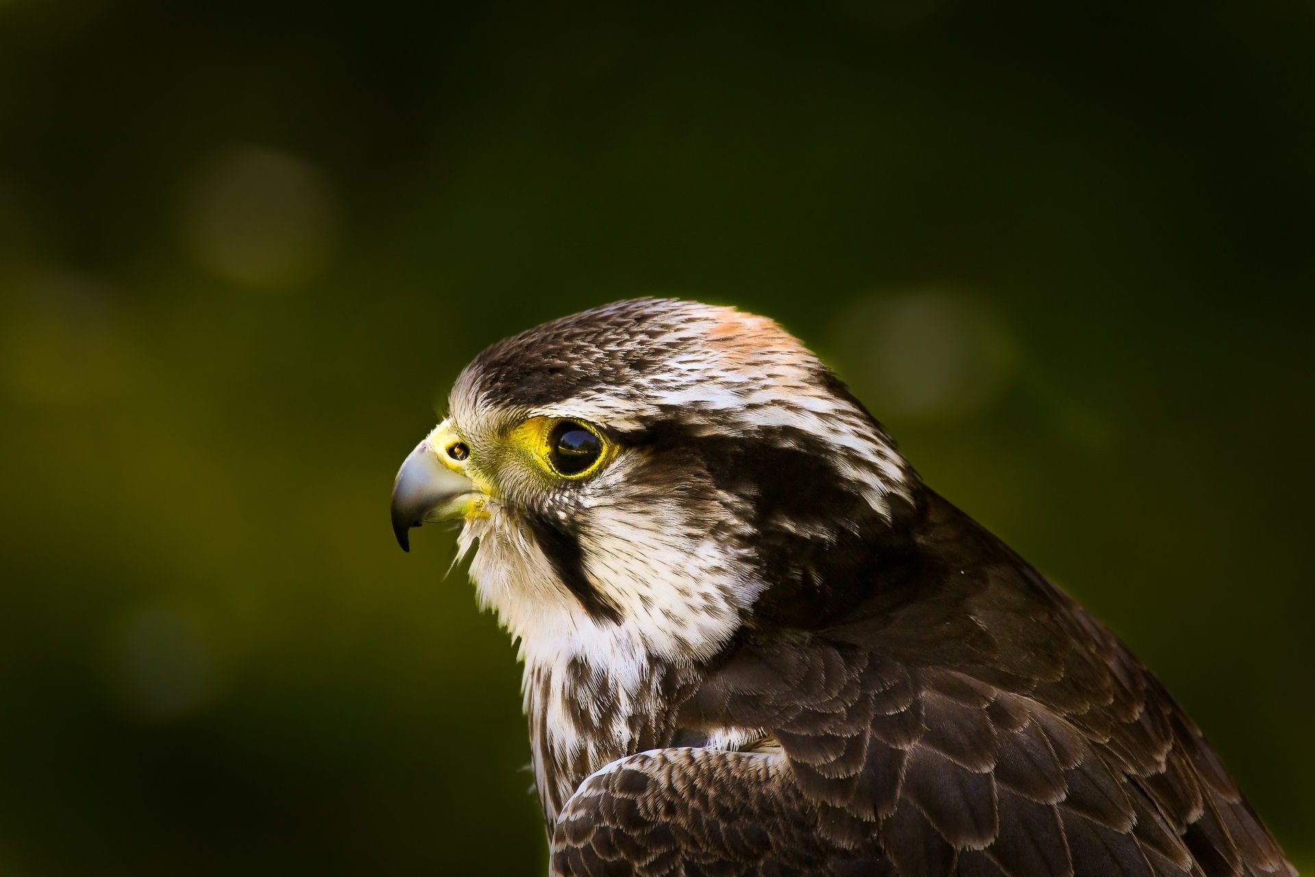 hawk green glare look hawk bird background profile