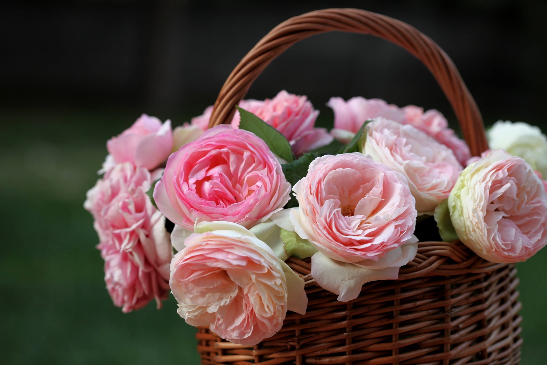 roses buds basket c elena di guardo