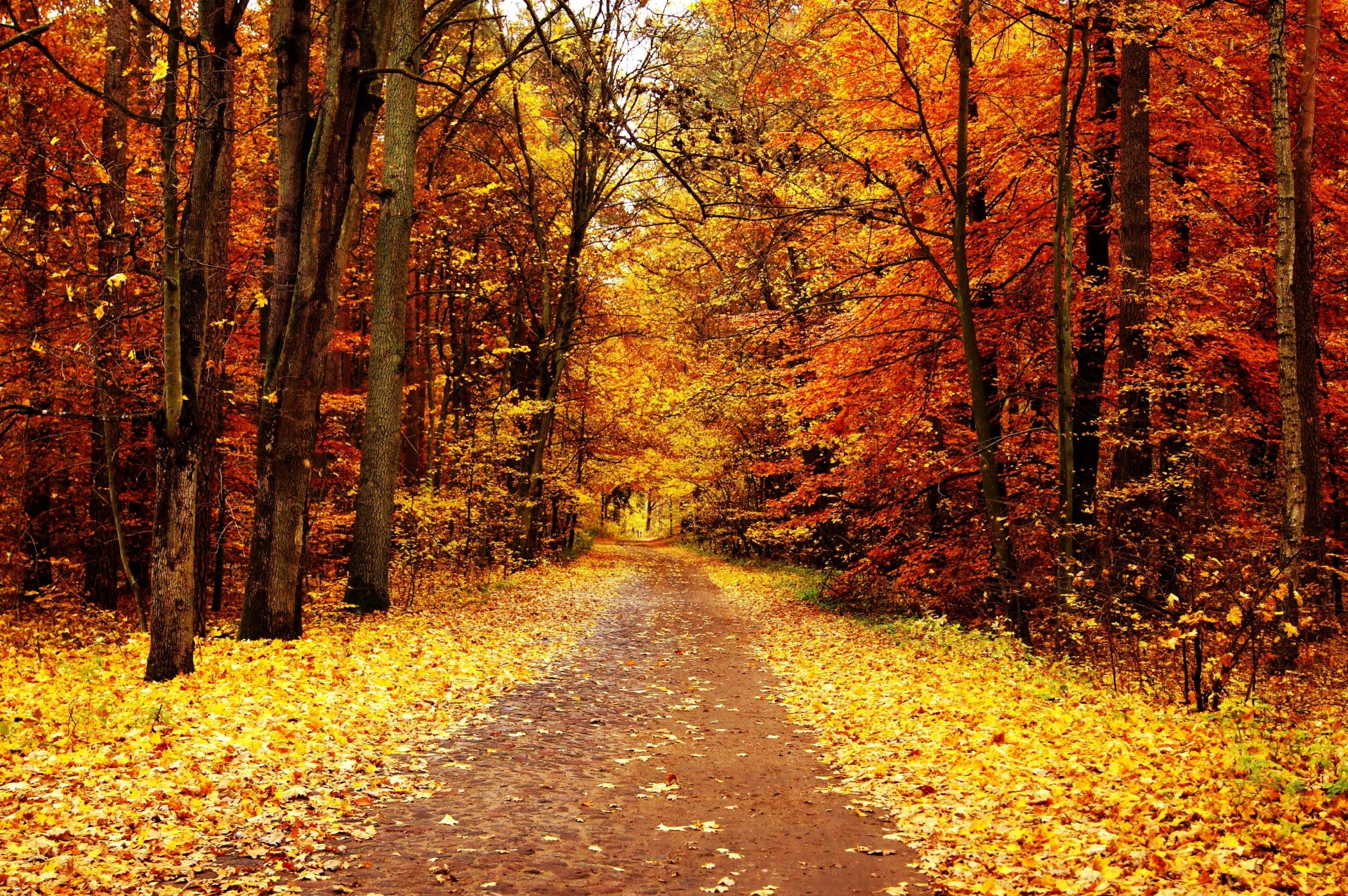 herbst bäume park