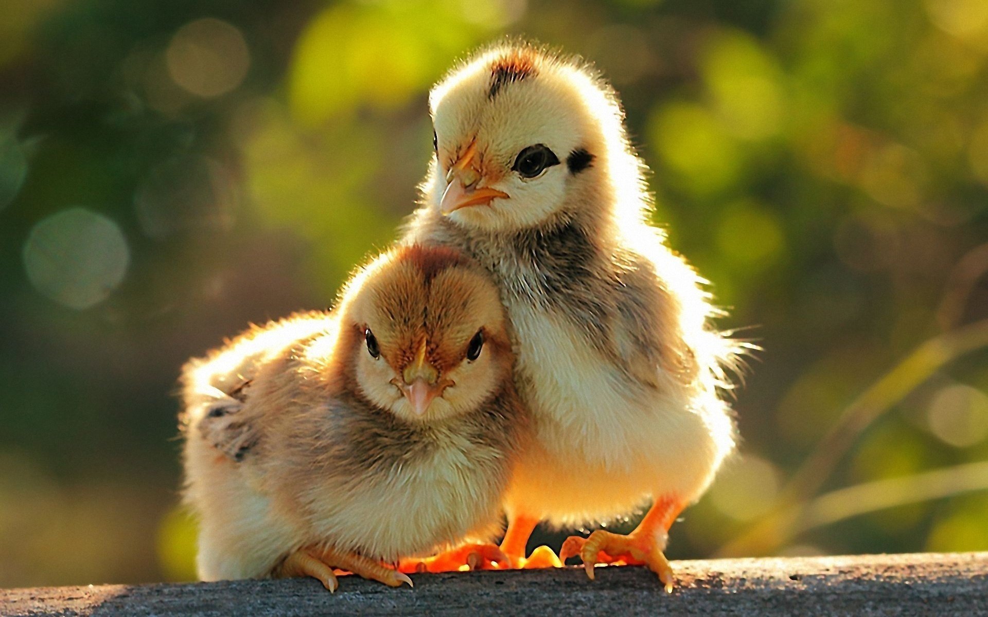 birds chicks pair chicken