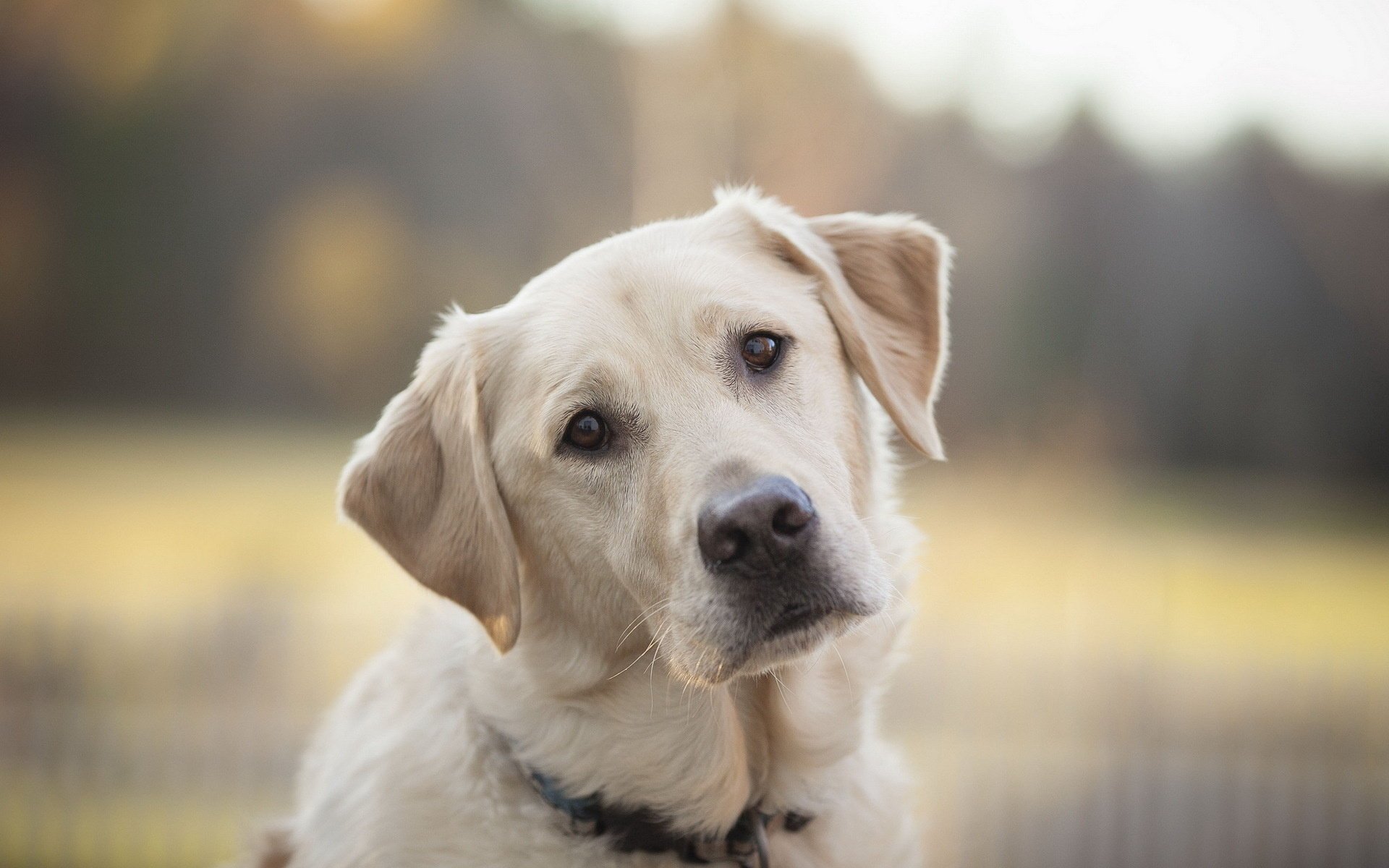 hund blick freund