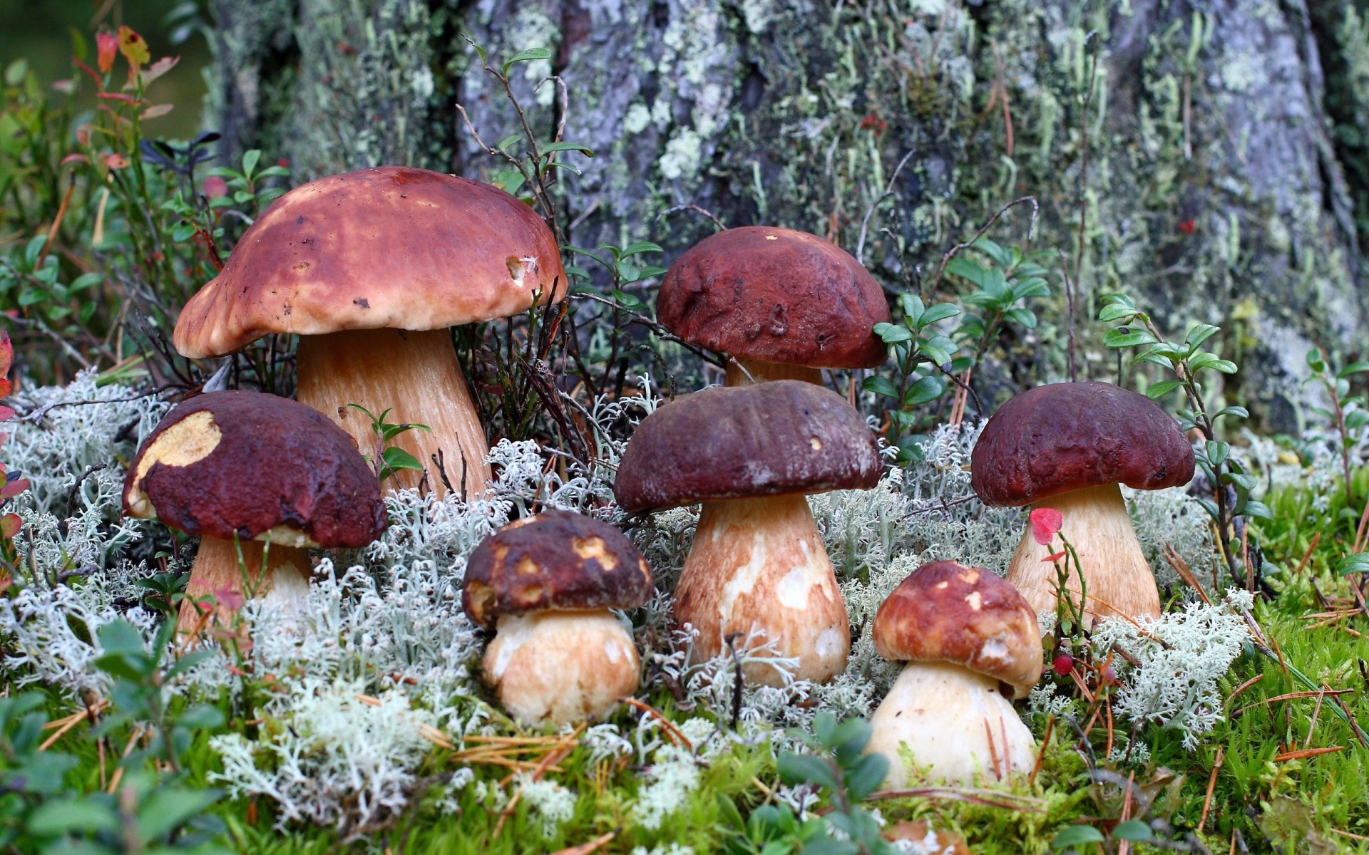 moos gras wald makro herbst pilze