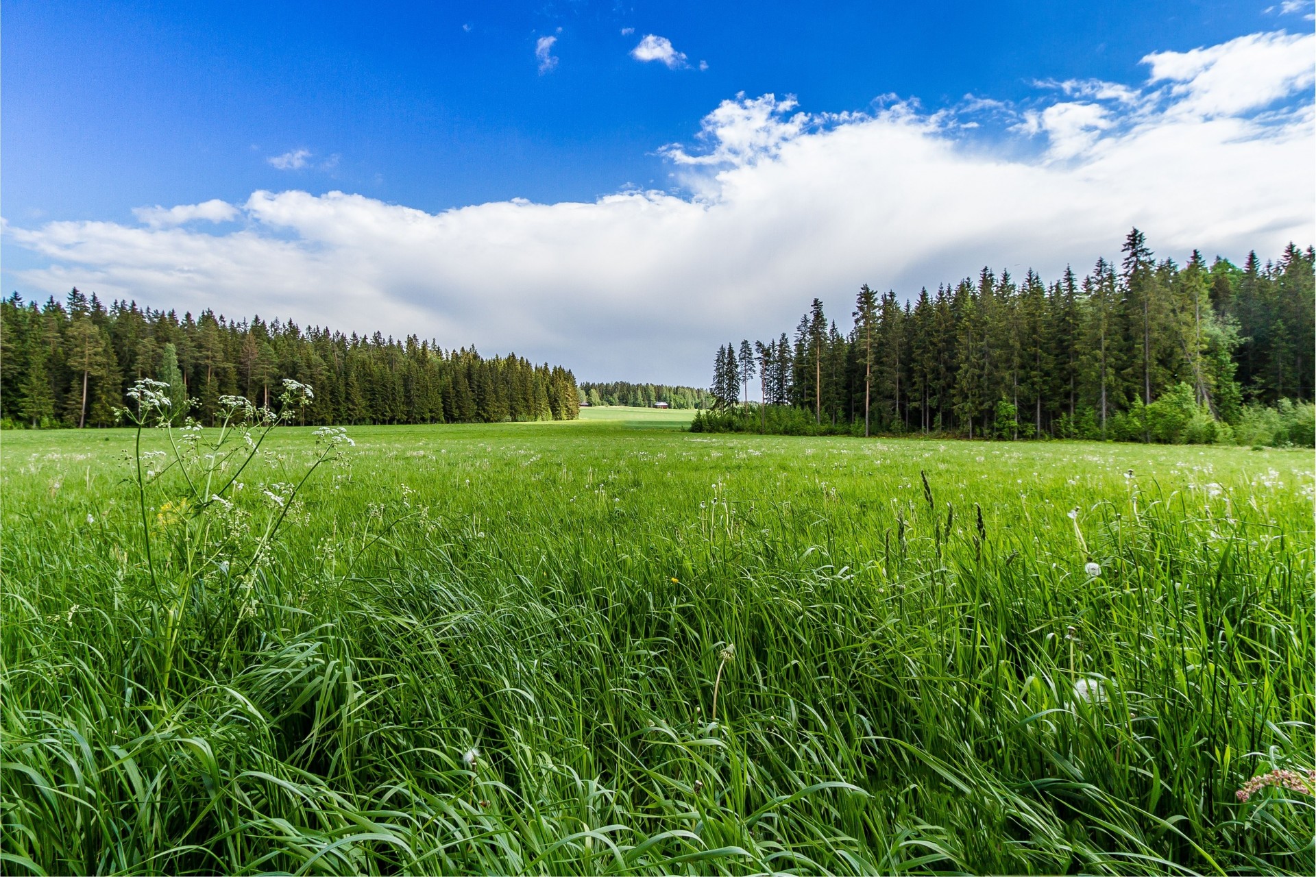 landschaft bäume gras wald himmel feld