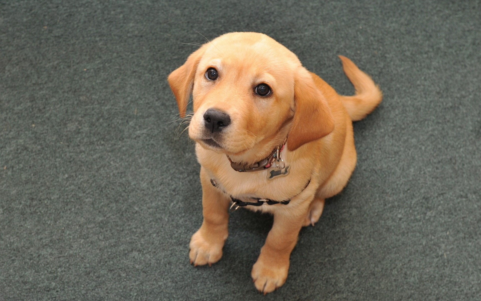 perro cachorro mirada