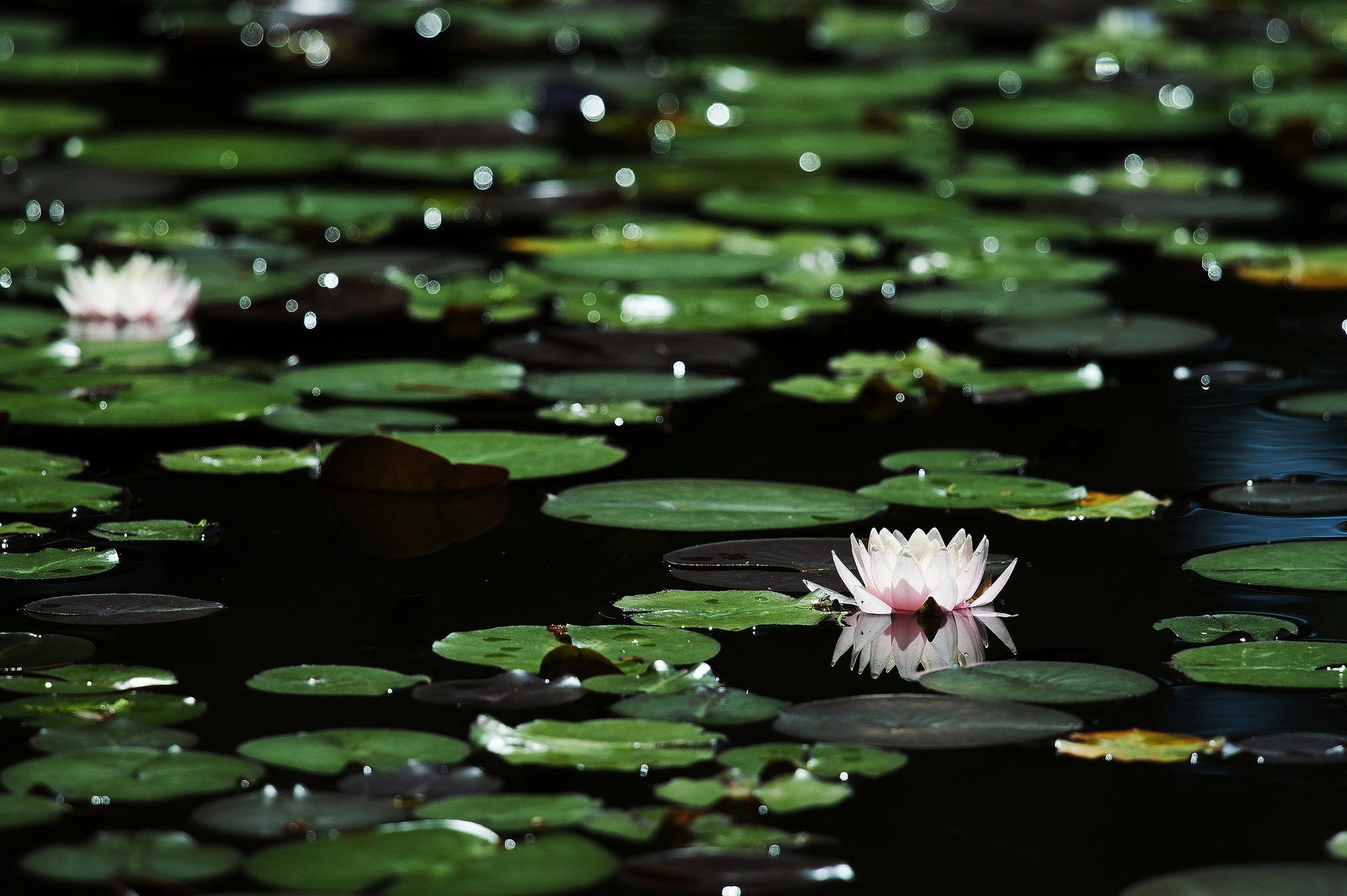 flowers bokeh dark water water lilies glare leave