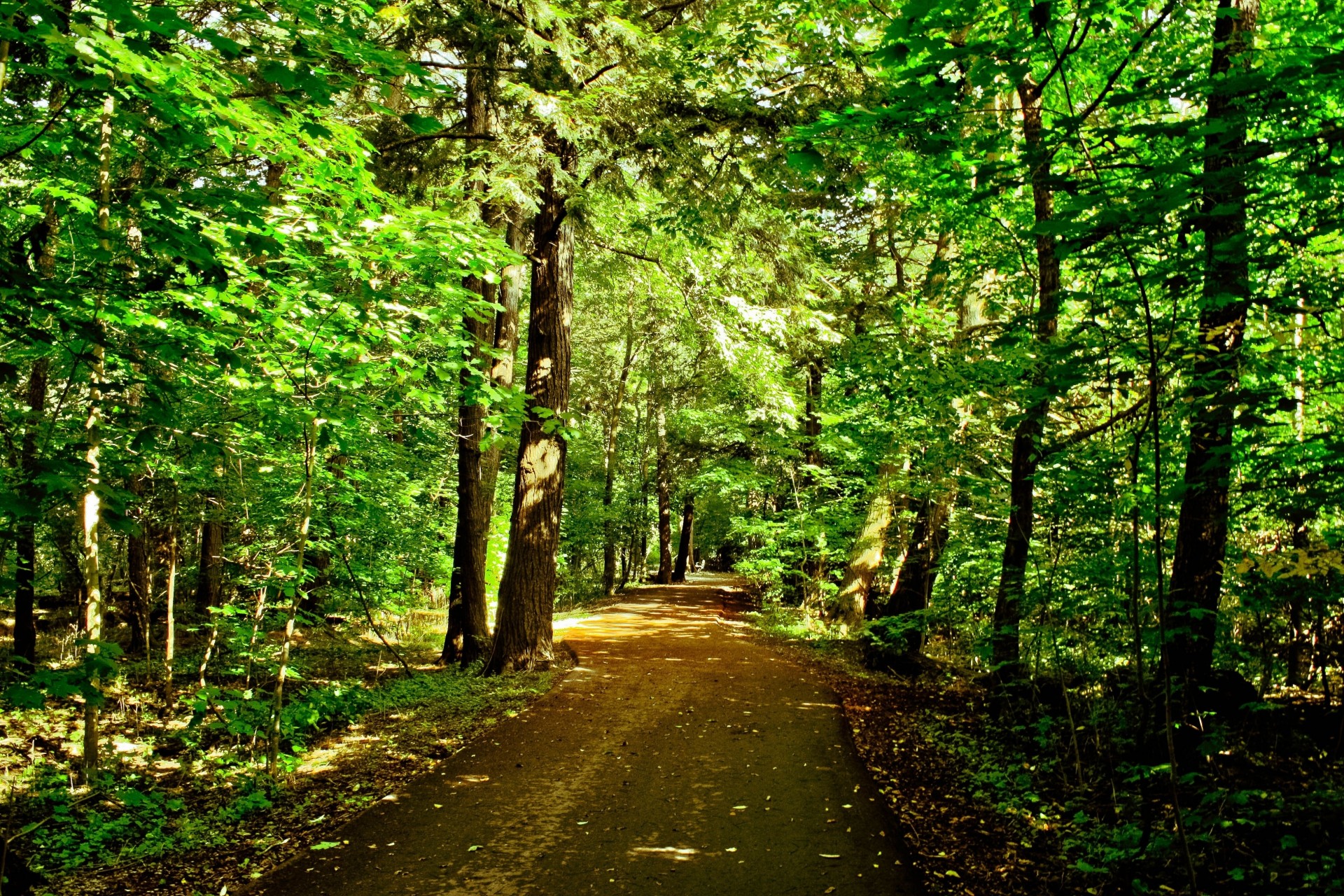 árboles bosque camino naturaleza