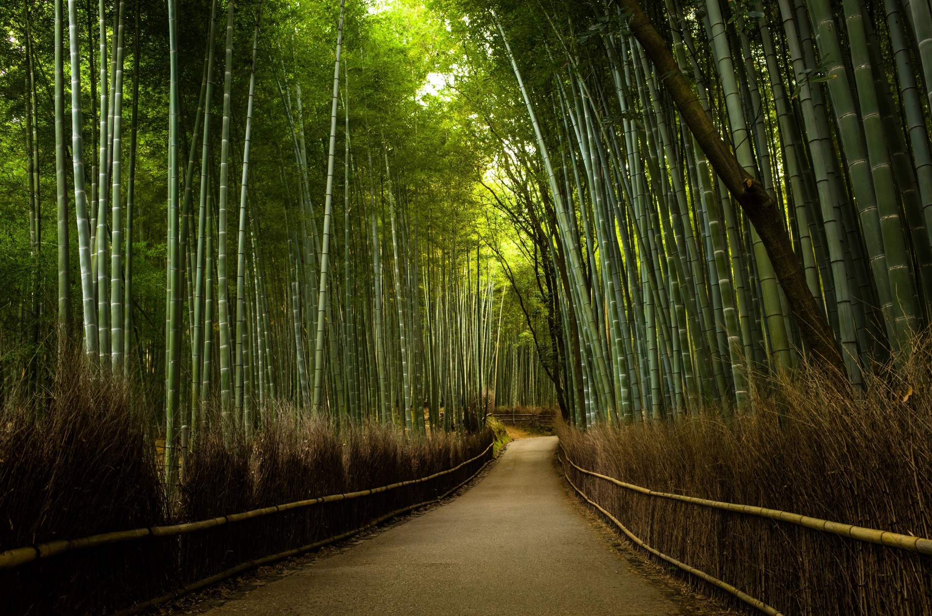 carretera naturaleza