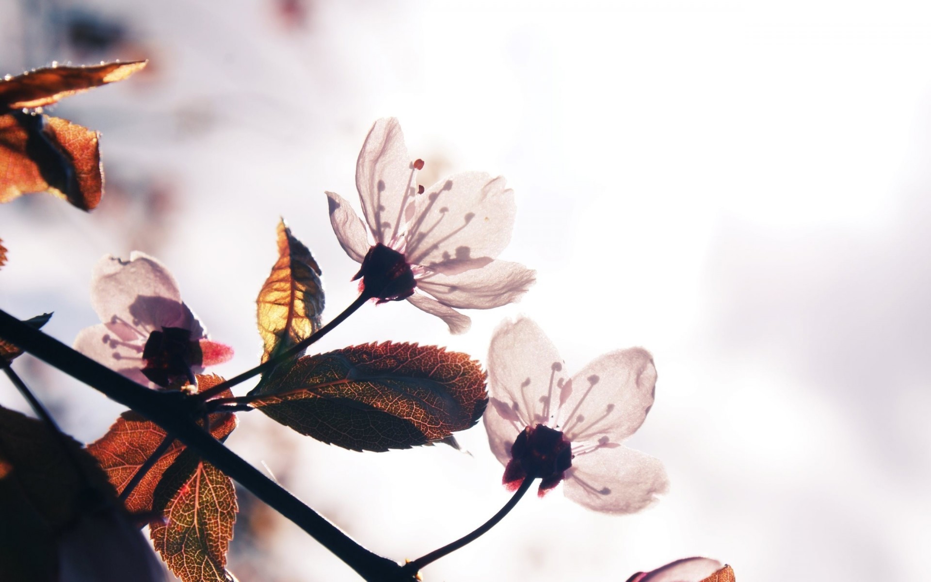 pring flowering trees sunny