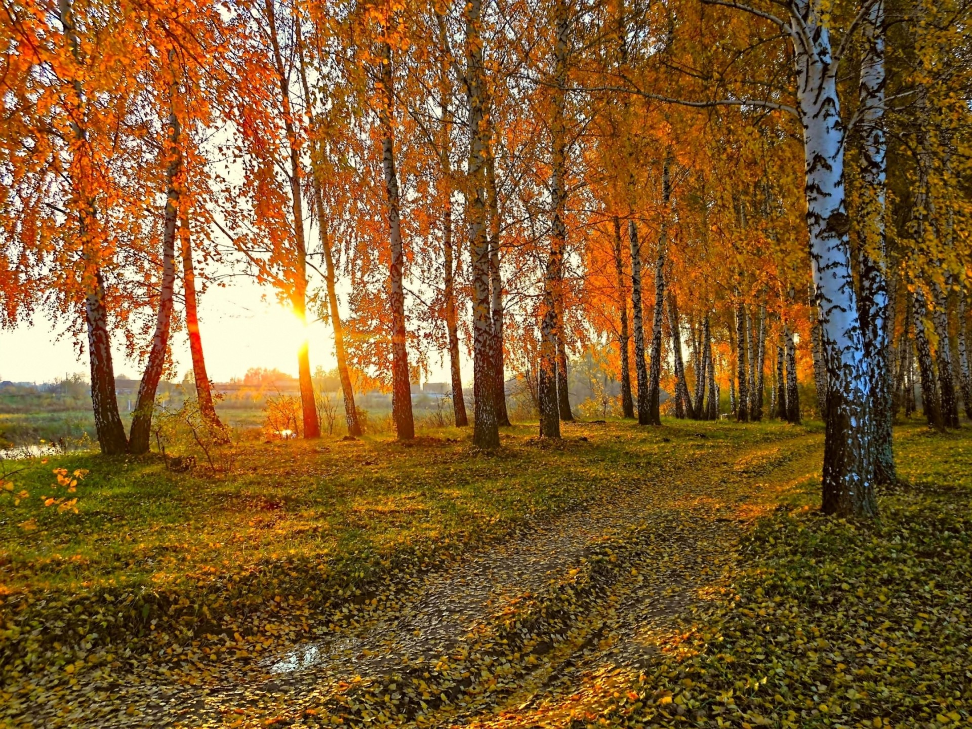 landschaft sonnenuntergang natur birke sonne straße herbst gelbe blätter