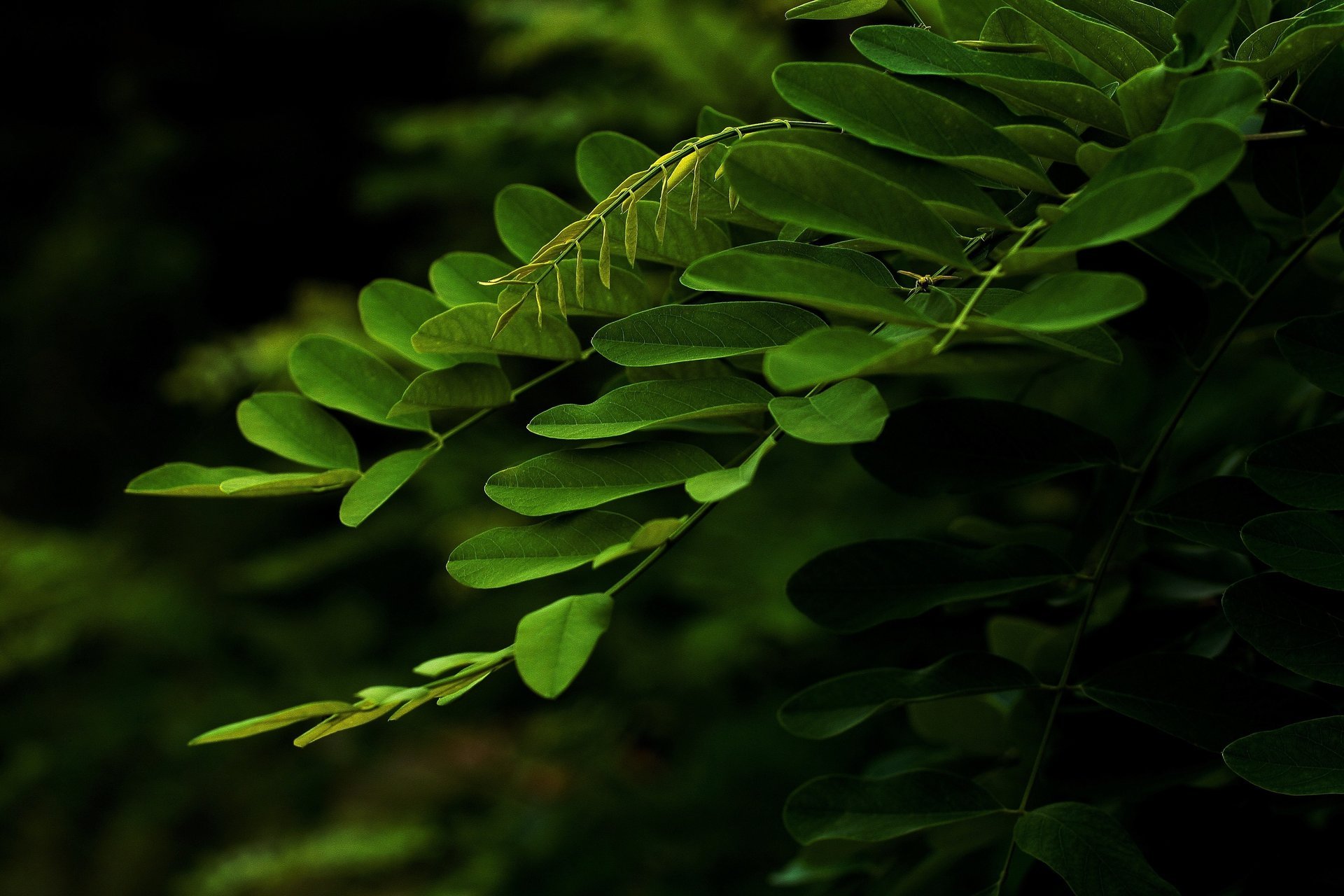 ramo foglie macro verde