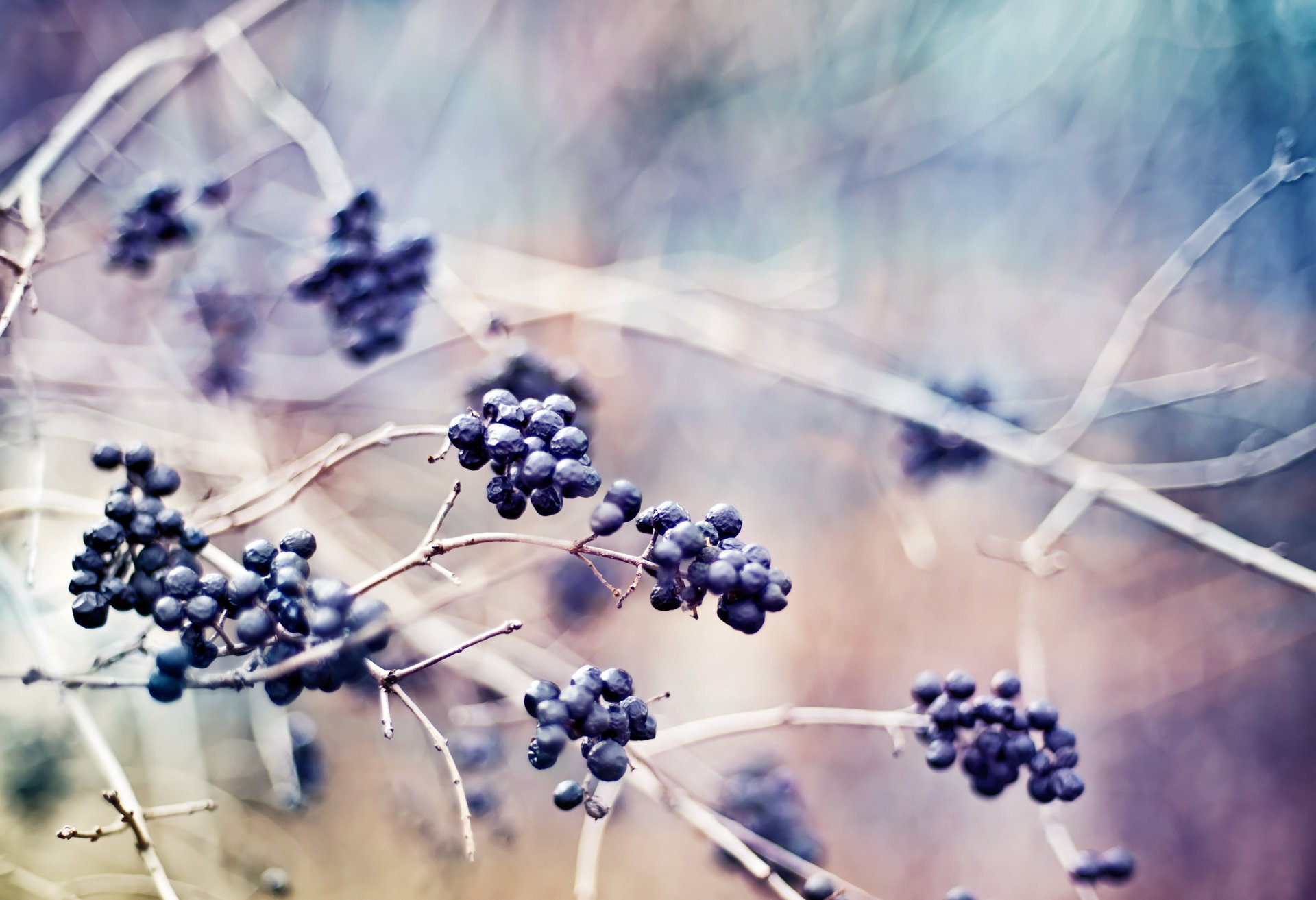 berries plants branches macro nature