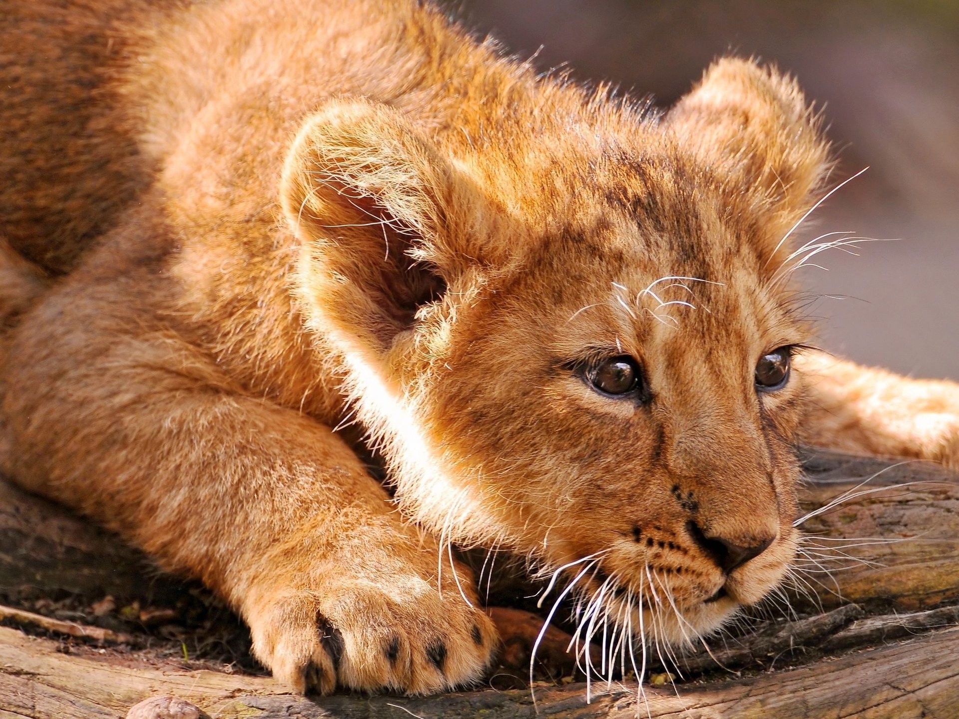 león cachorro de león gato animal