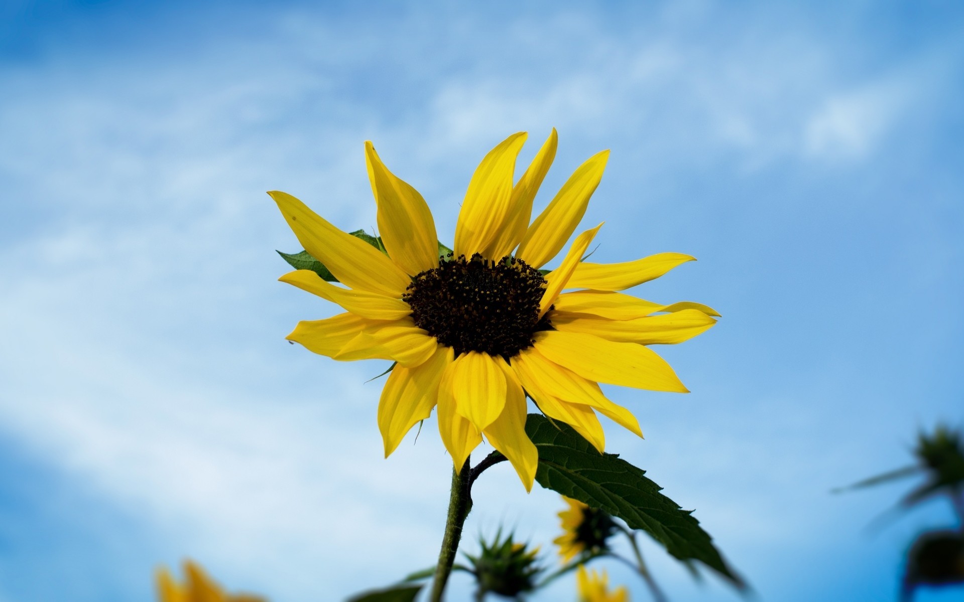 cielo girasol