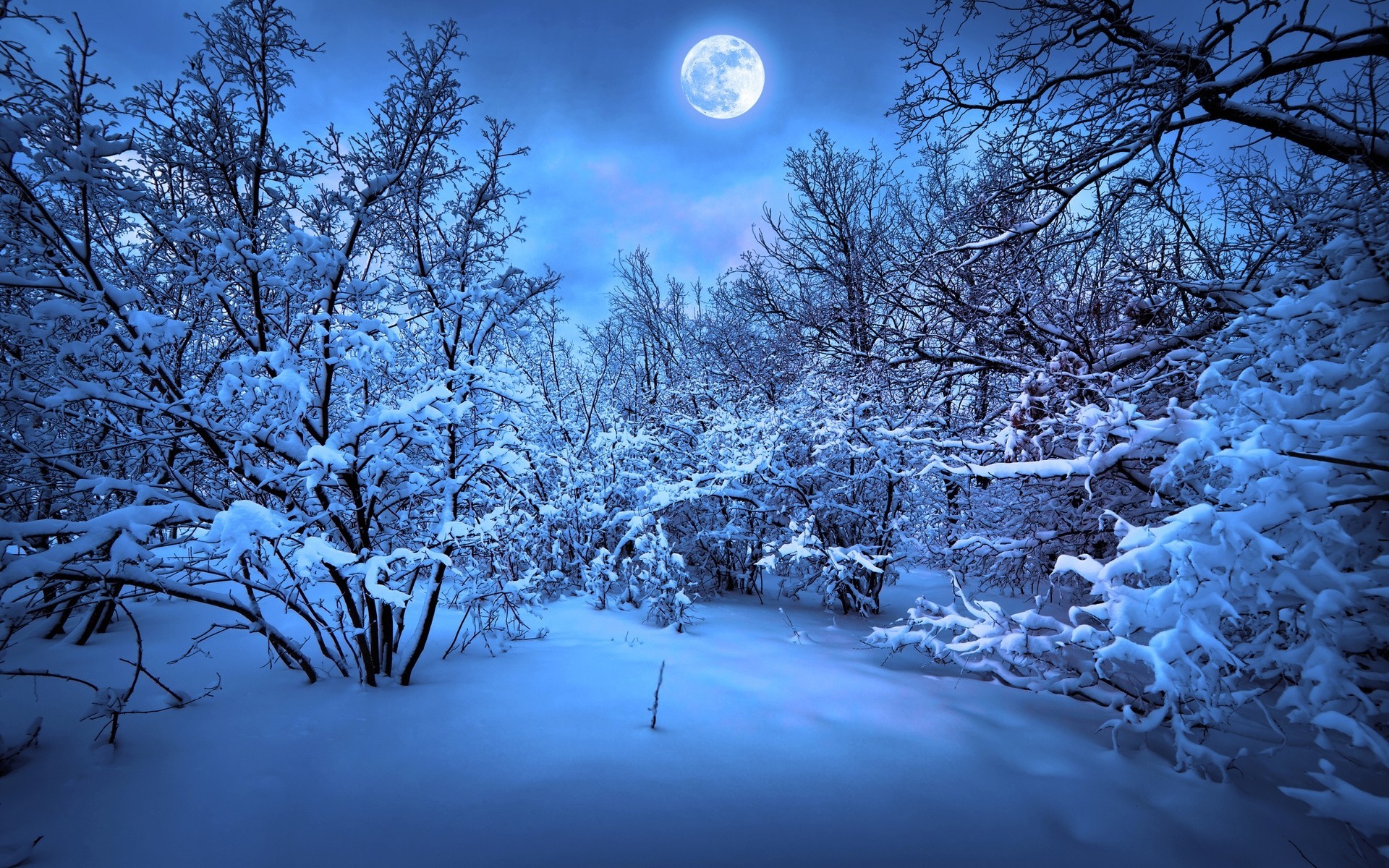 pleine lune paysage nuit arbres forêt neige hiver