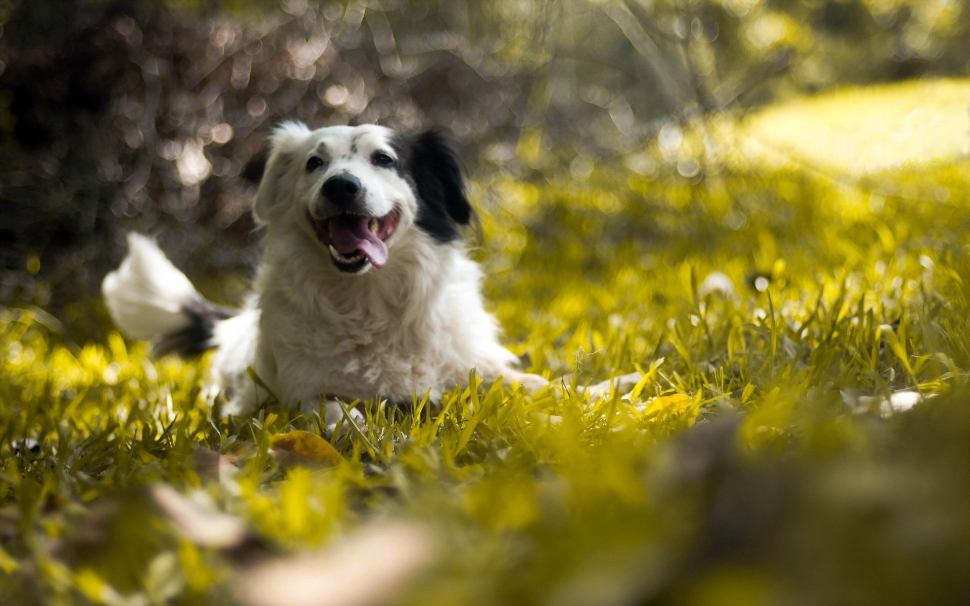 chien été nature