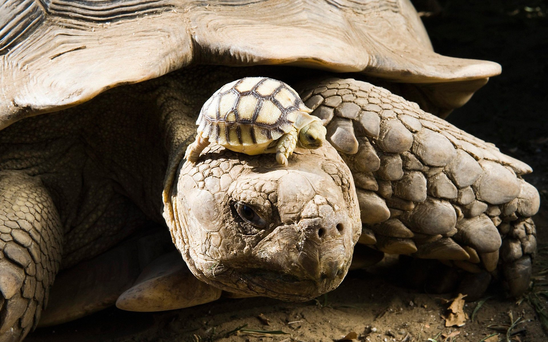 turtle shell cub