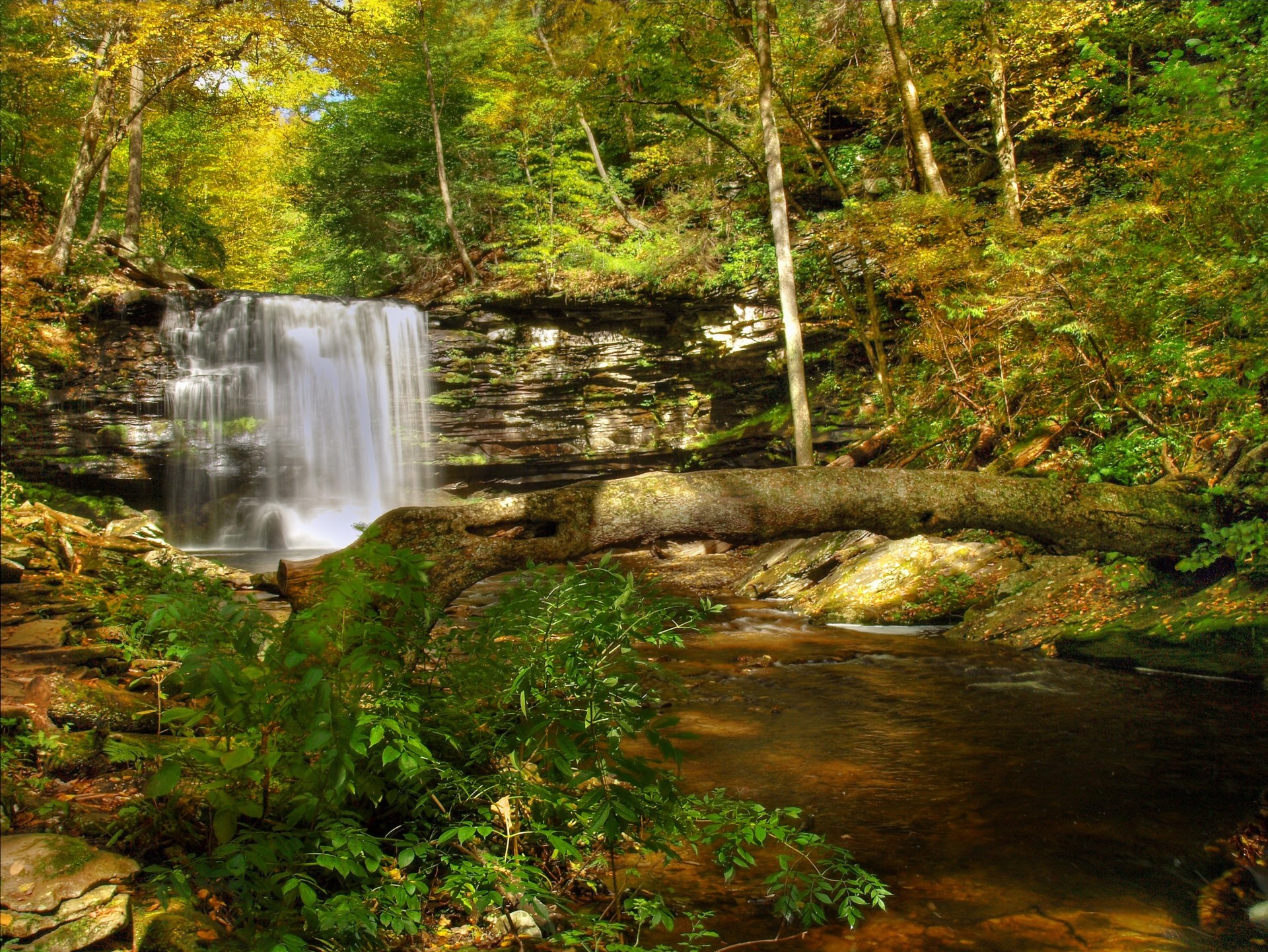 bäume wasserfall felsen natur