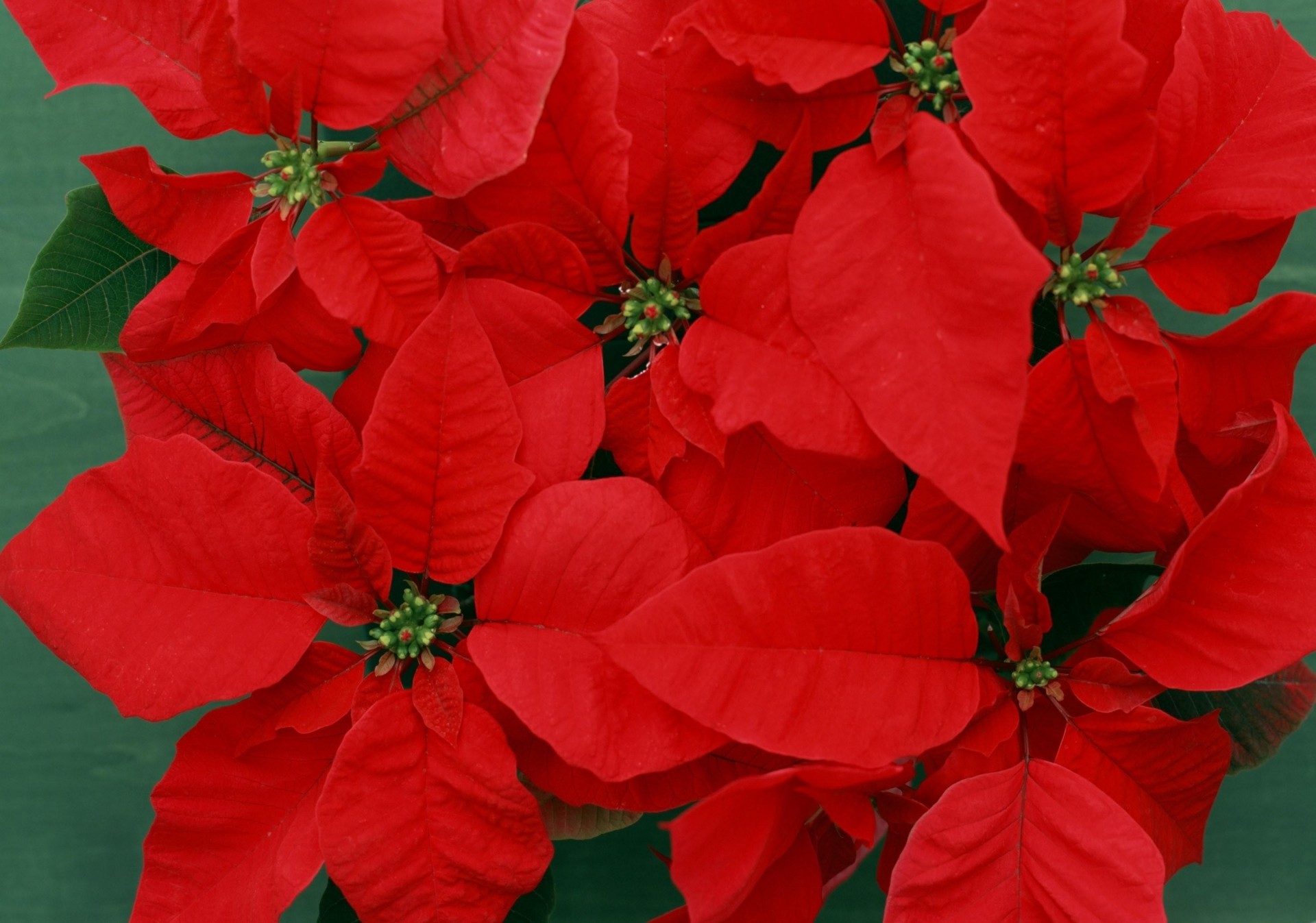 close up bright flower poinsettia red