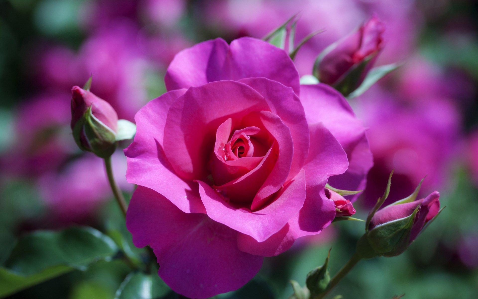 rosa macro fiore sfocatura pianta