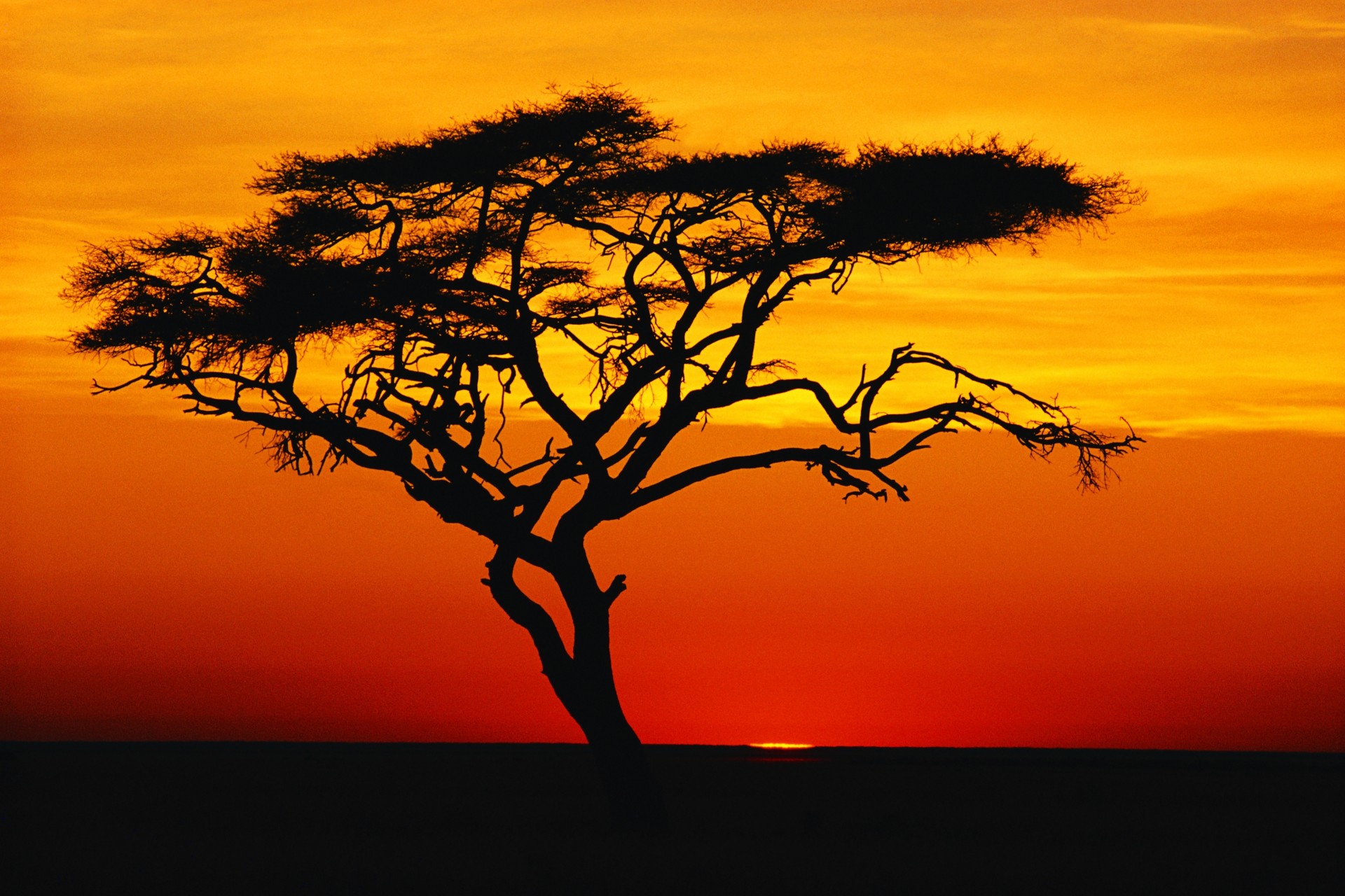 sonnenuntergang baum natur tapete himmel wolken silhouette