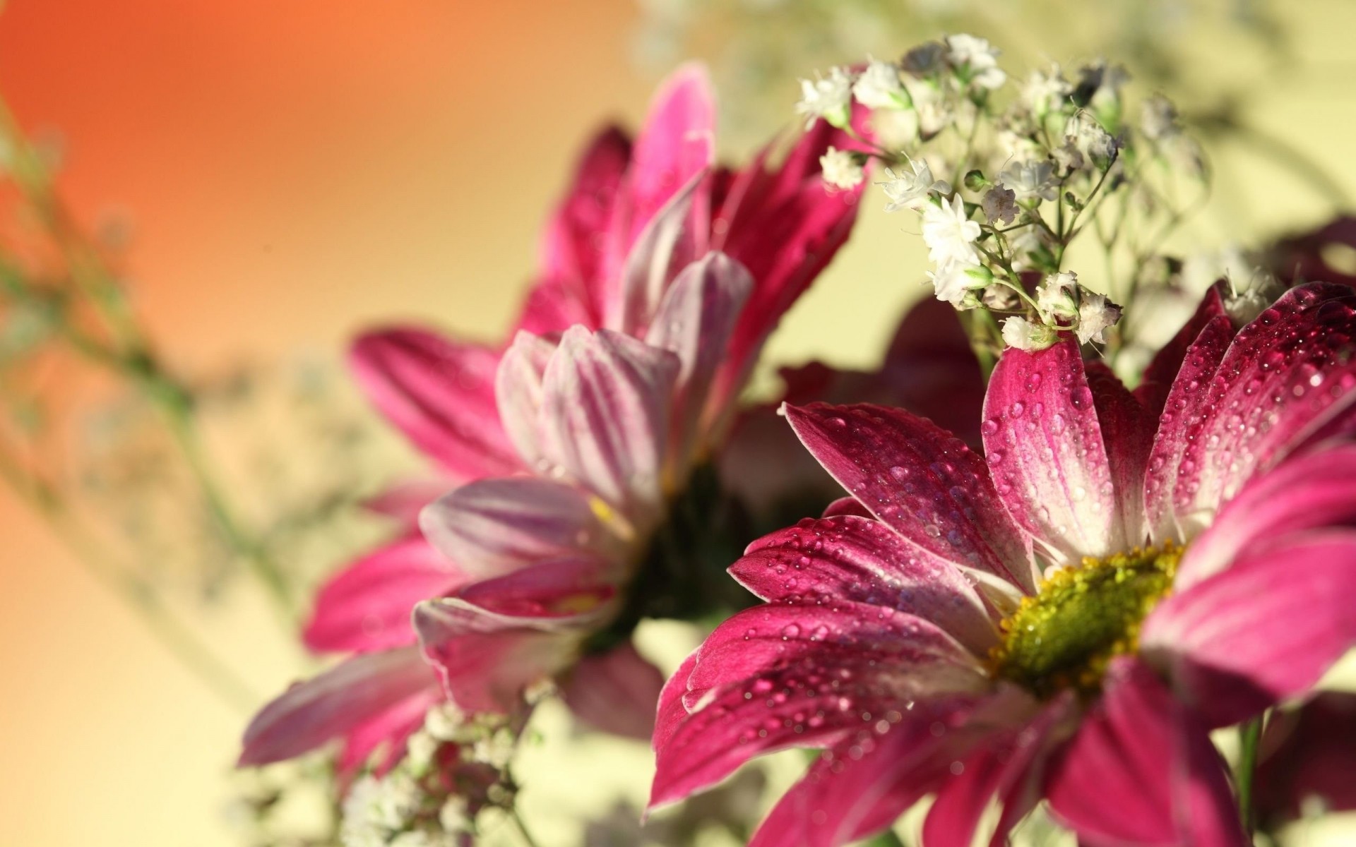 ipad gerbera zdjęcie makro kwiaty piękny