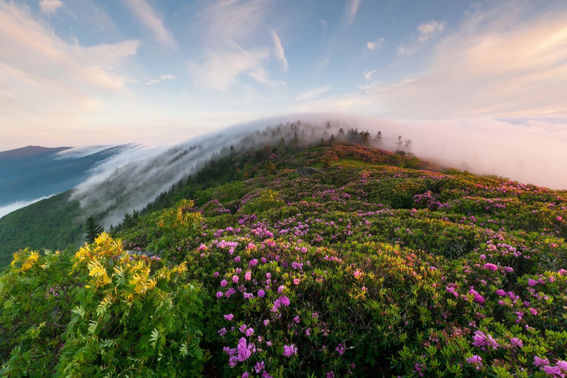 matin montagnes brouillard herbe fleurs