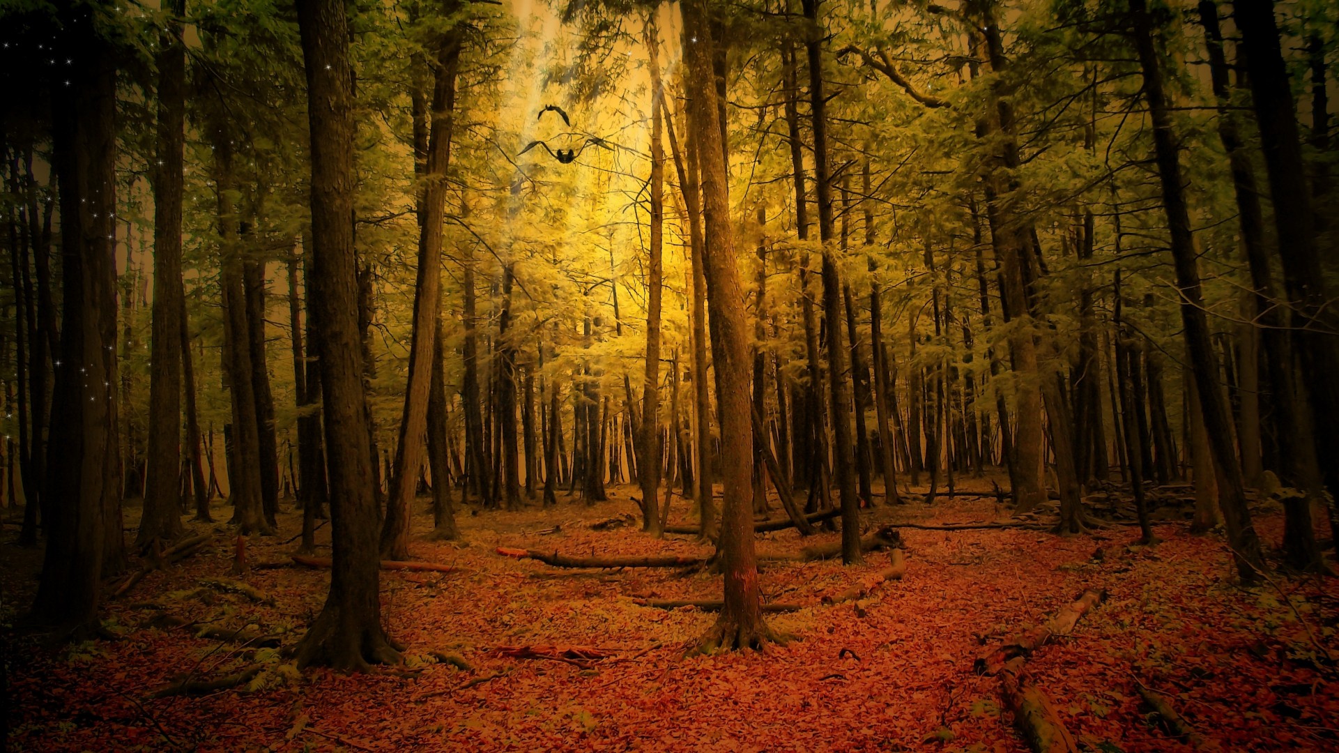 autunno paesaggio foresta