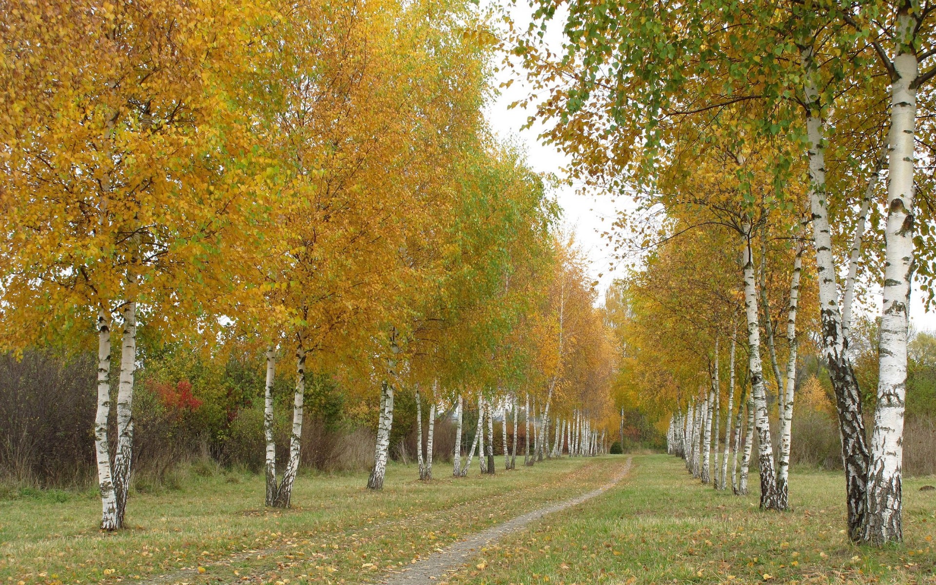 autumn tree road birch