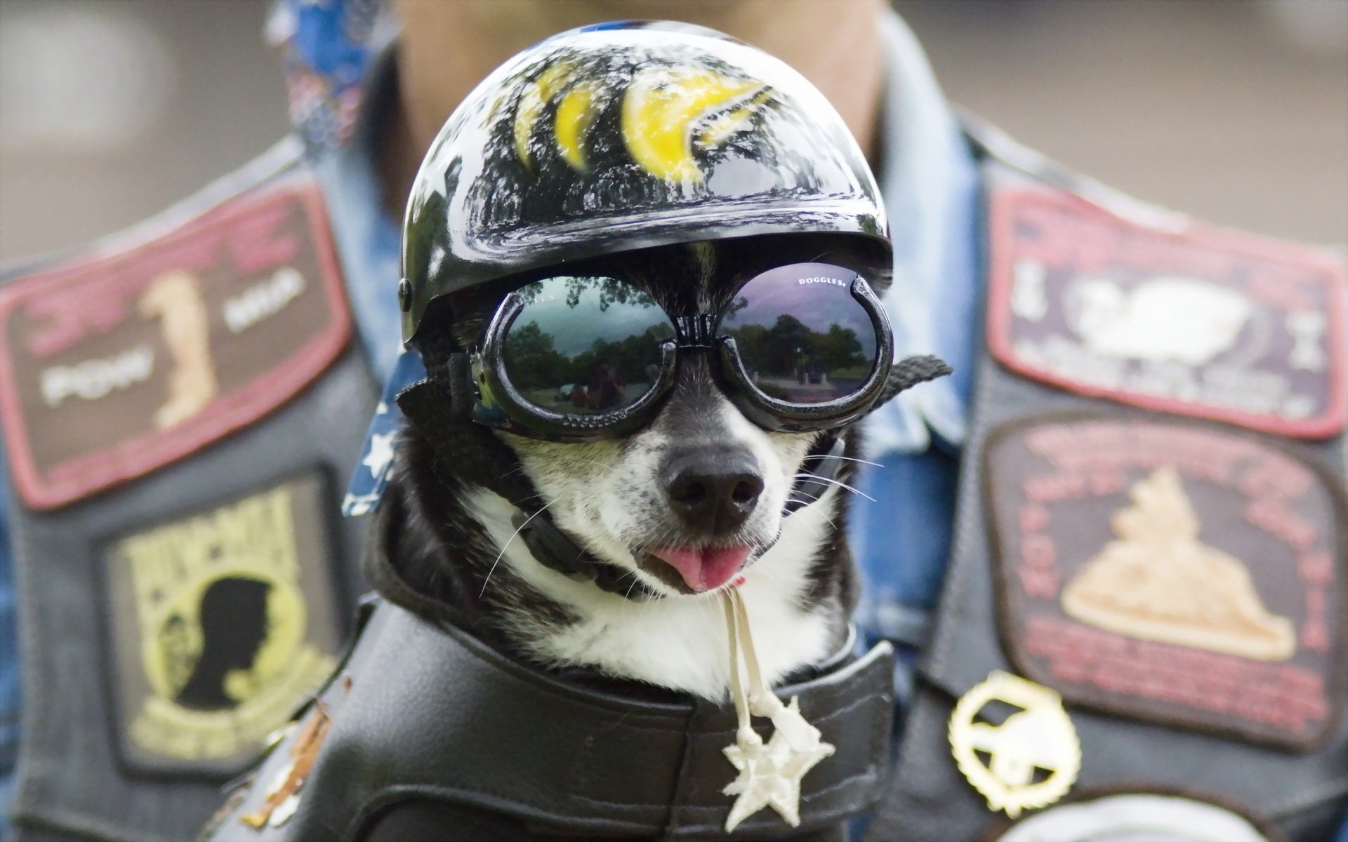 chien lunettes casque