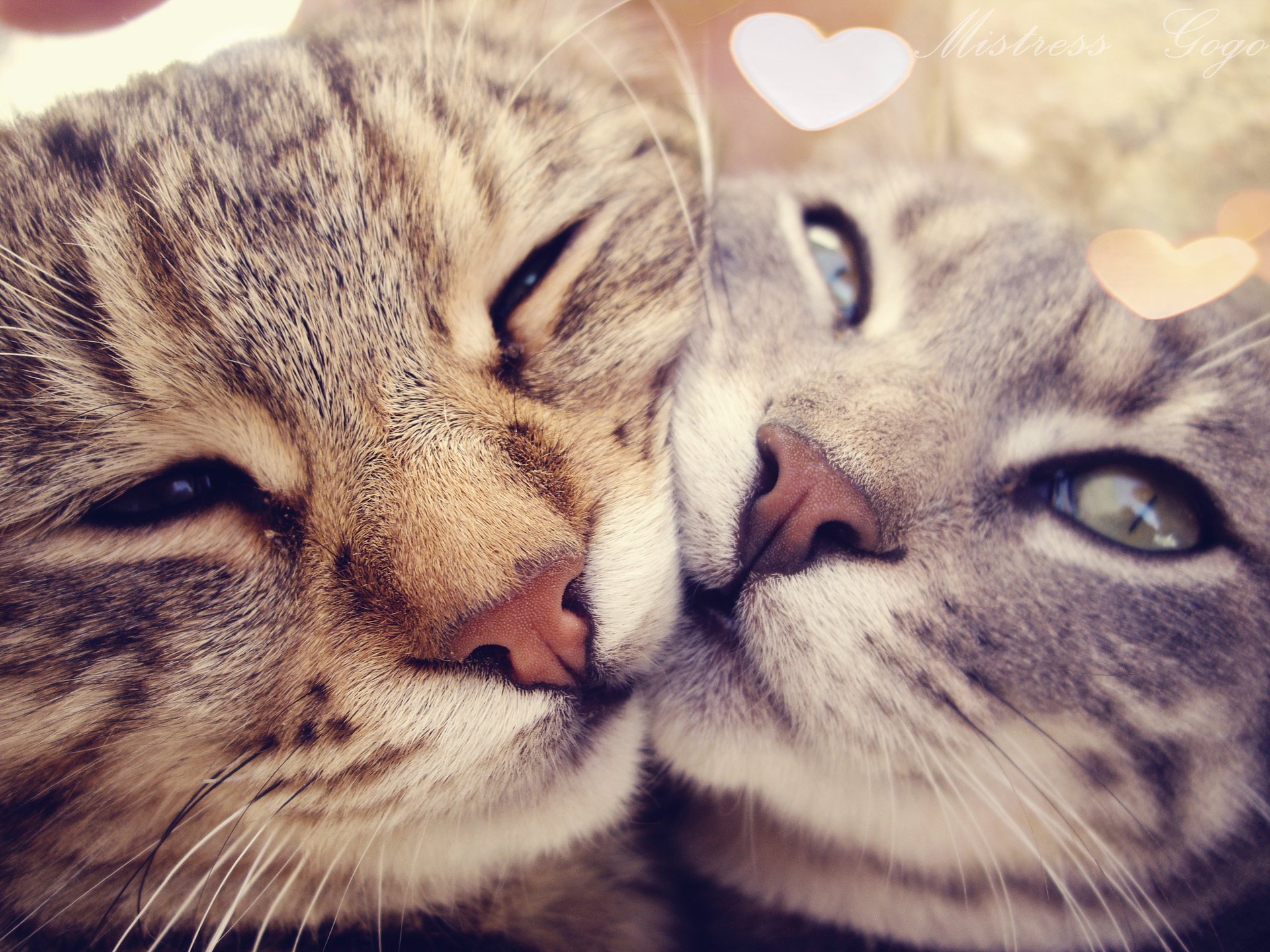 cats affection tenderness love