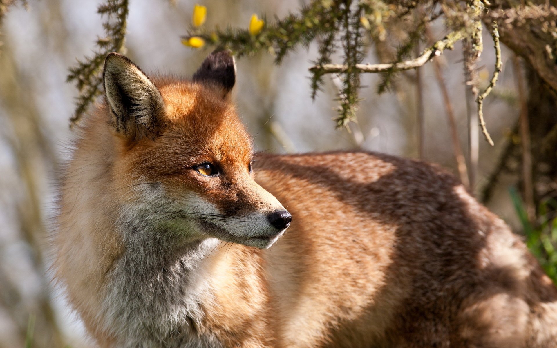 lis tło natura