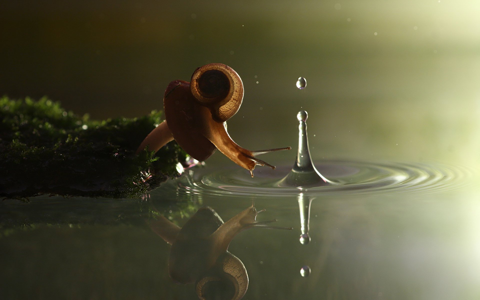 vadim trunov photographer champignon eau mousse splash escargot