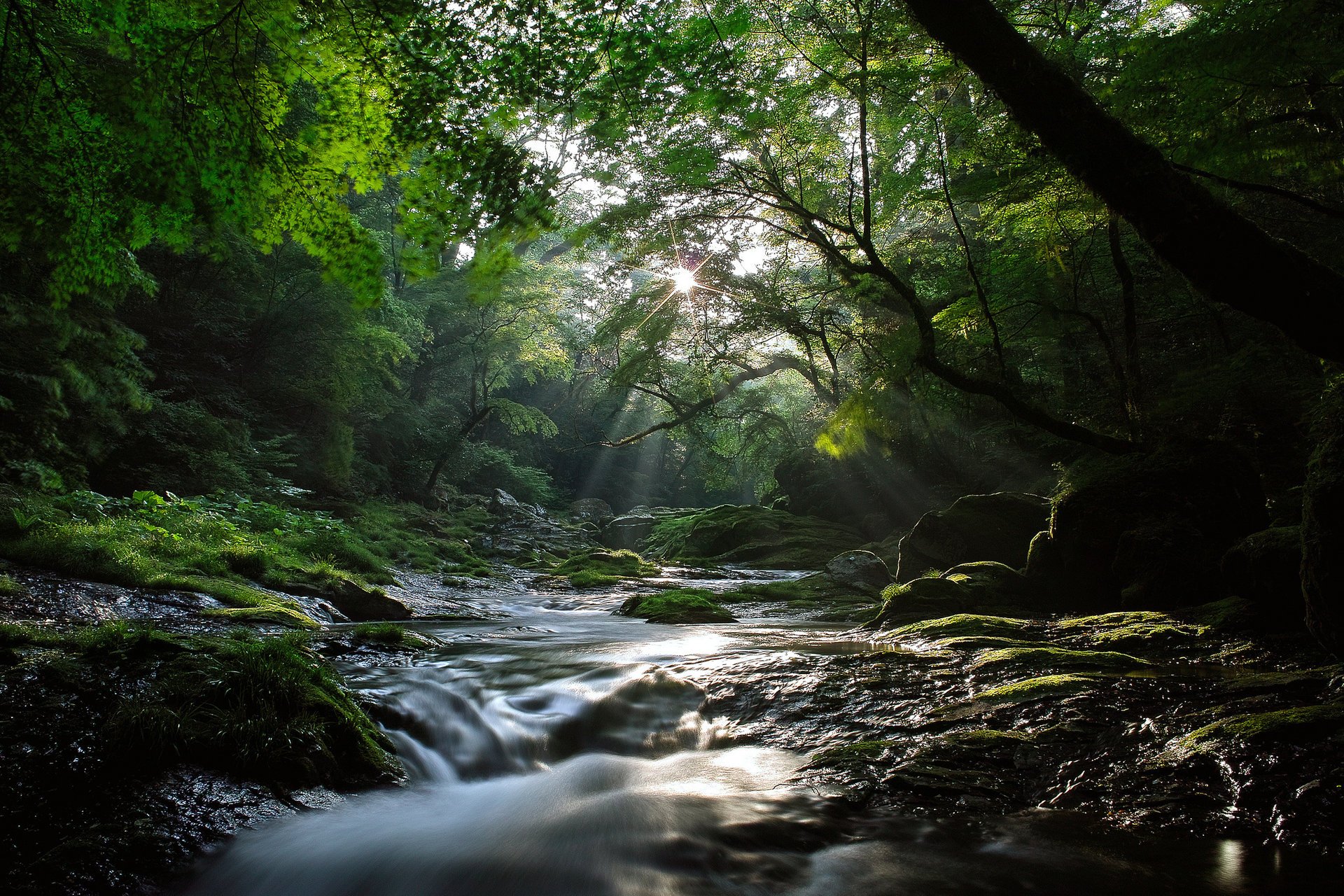 érables nature forêt rivière soleil lumière flux rayons