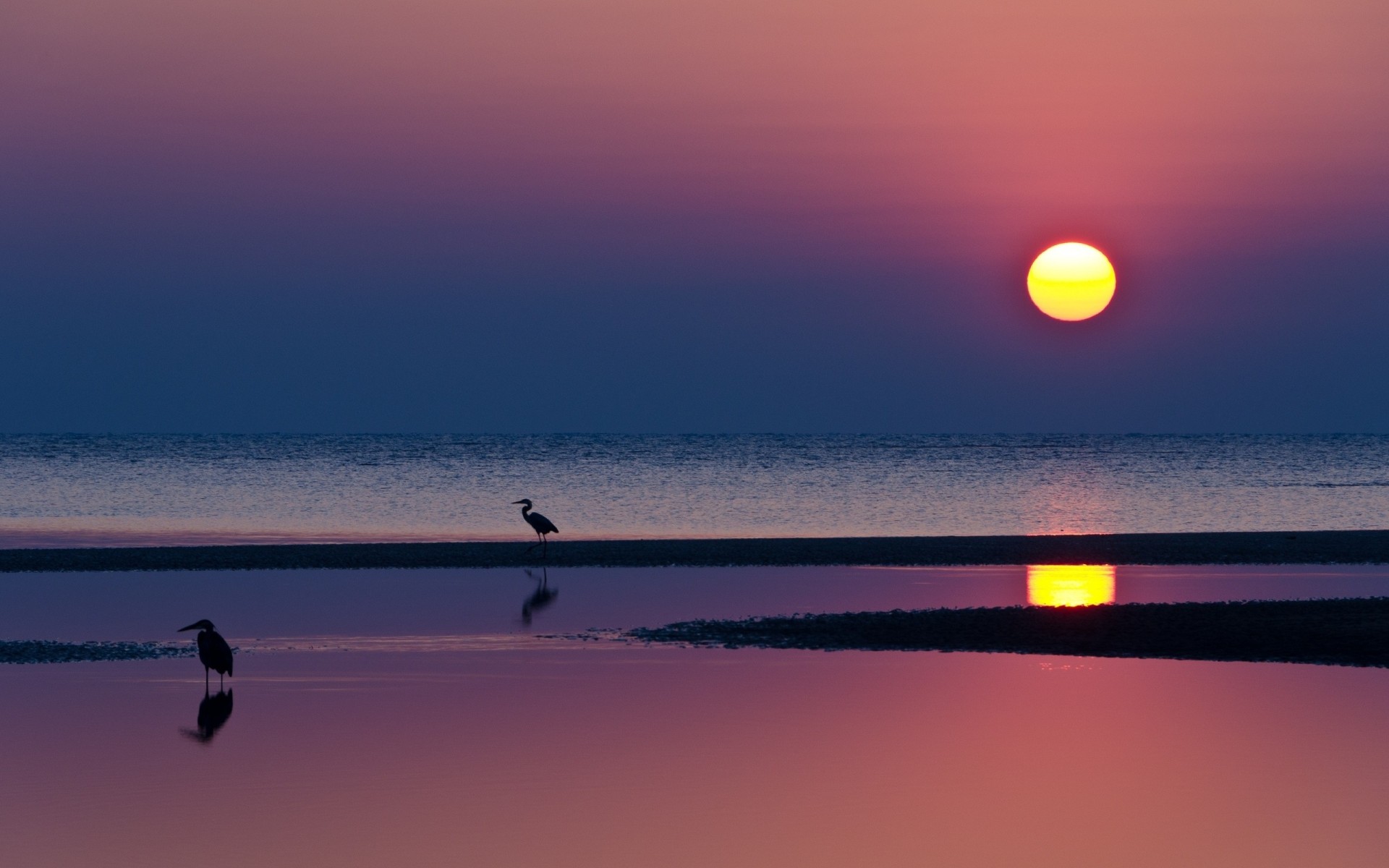 noche playa puesta de sol reflexión agua sol mar siluetas garzas horizonte