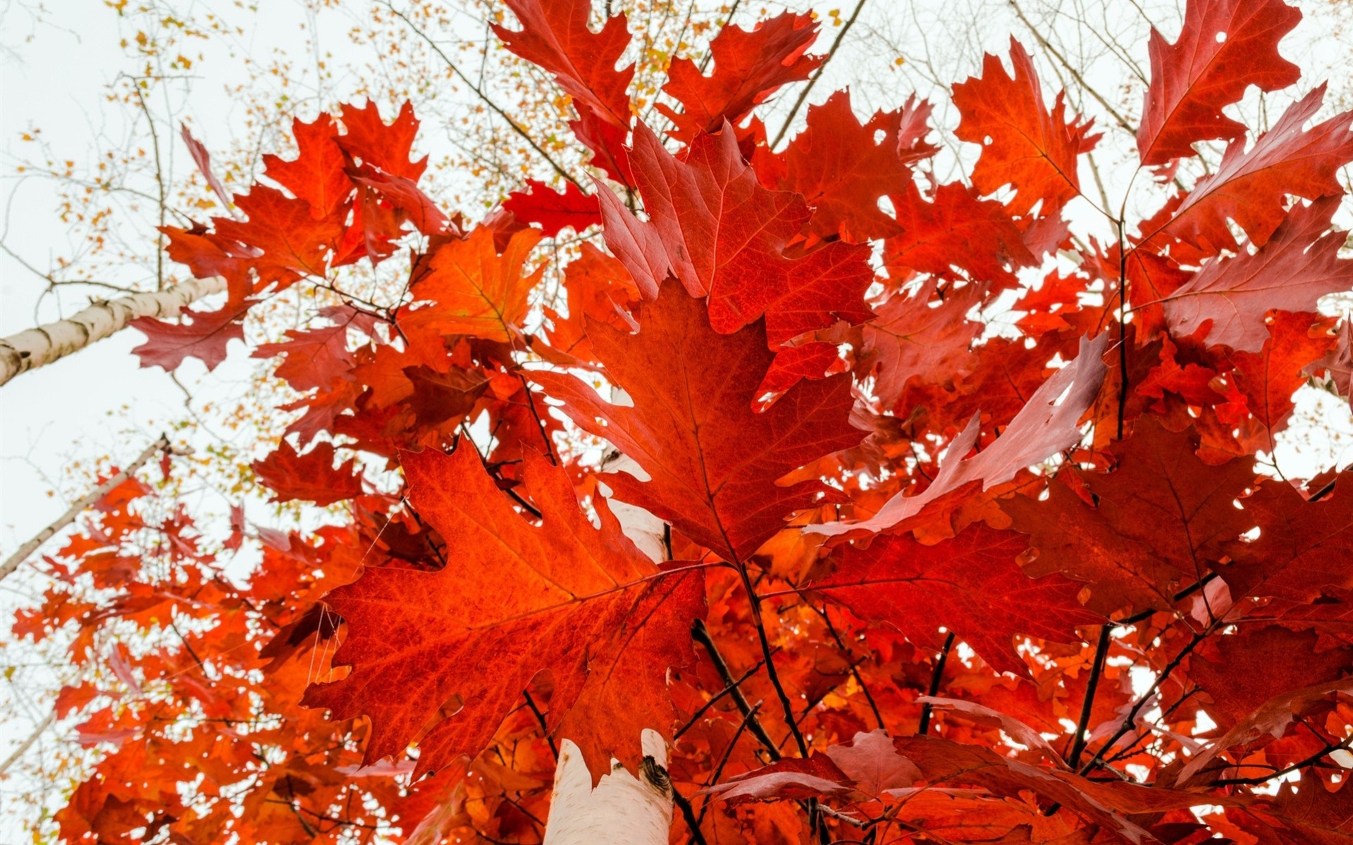 hoja follaje árboles oro bosque ramas otoño