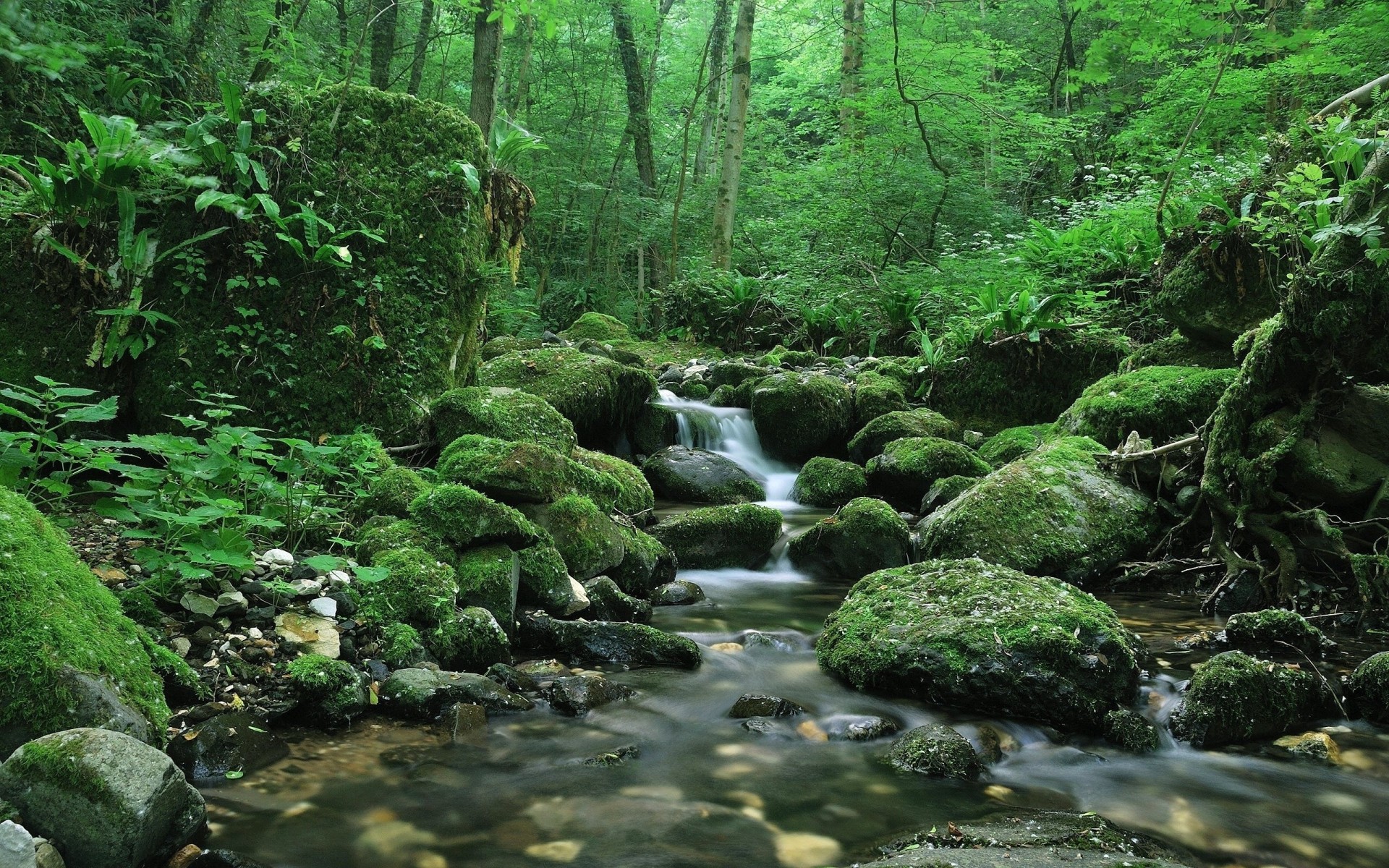 steine moos in schrei bäume wald grüns