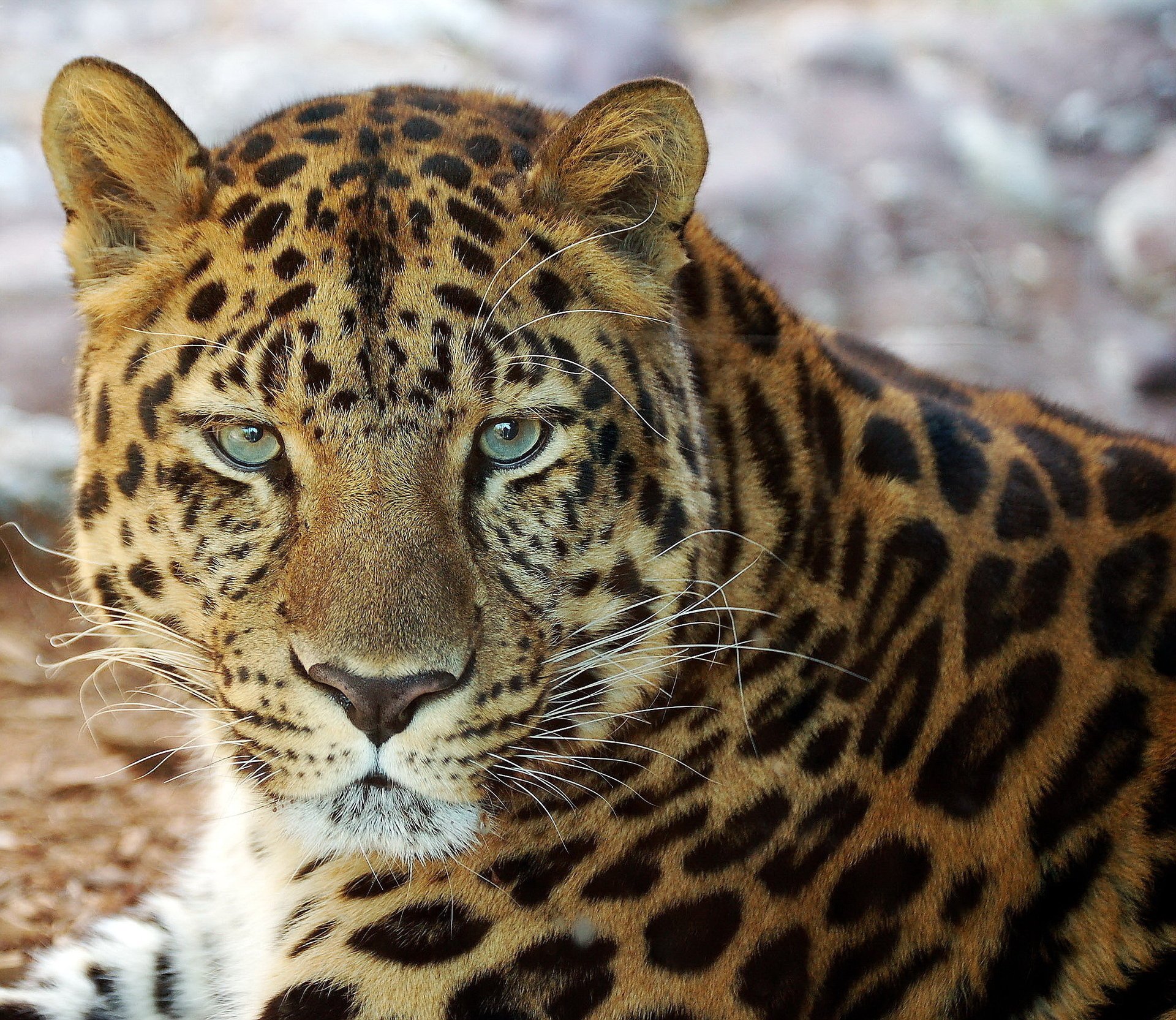 leopard schnauze schnurrbart liegt porträt schaut