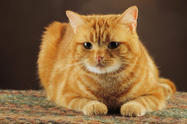 A red-haired cat is lying on the carpet