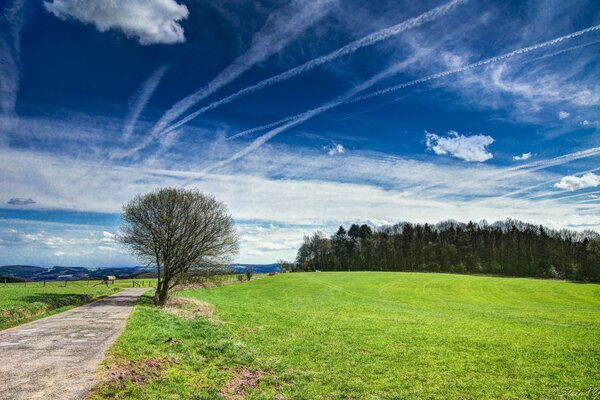 Meadow landscape. A tree next to the road. The forest is on the horizon. Airplane tracks in the sky