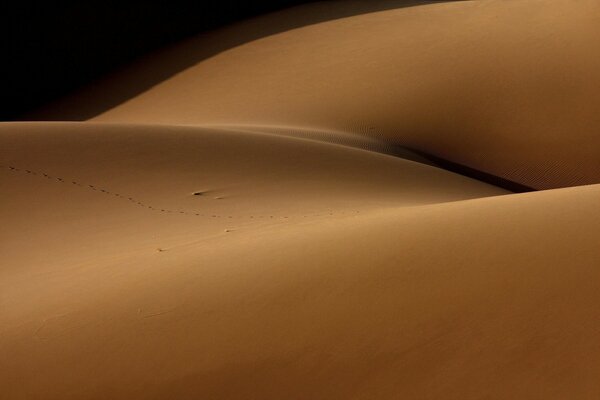 Barkhans de sable de velours dans le désert